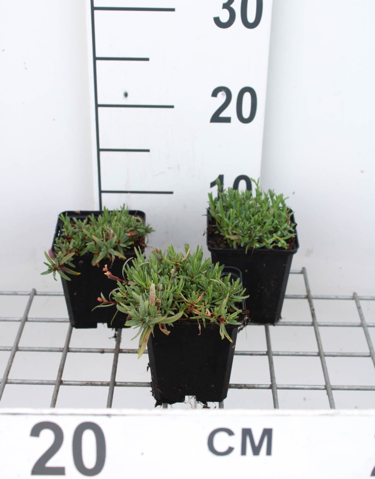 Gypsophila repens'Alba'- pot 9x9 cm - Muurpeper afbeelding