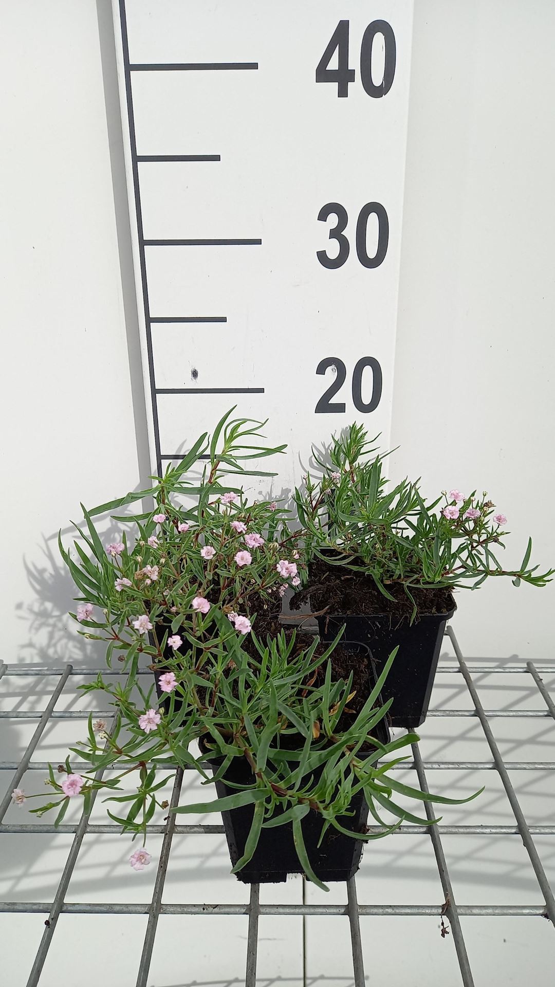 Gypsophila'Rosenschleier'- pot 9x9 cm afbeelding