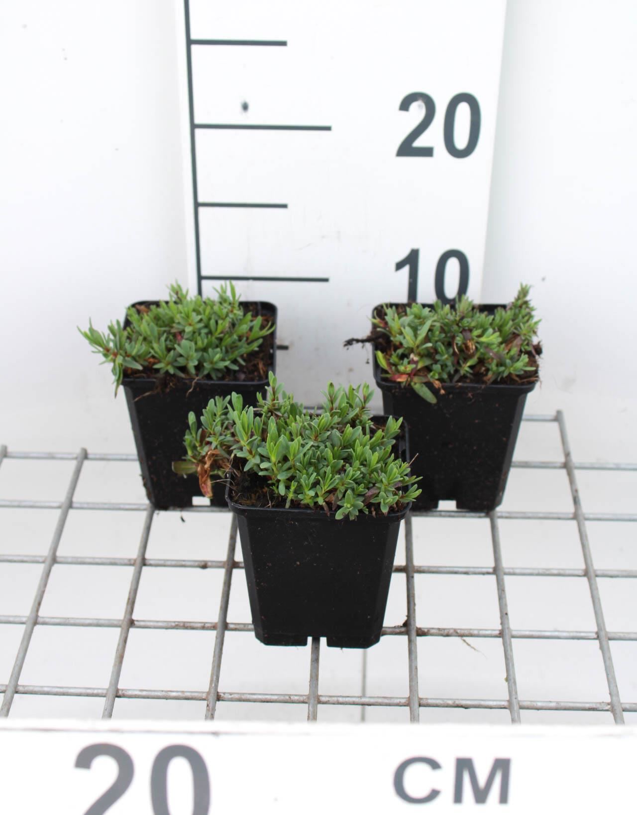 Gypsophila repens'Rosea'- pot 9x9 cm - Kruipend gipskruid afbeelding