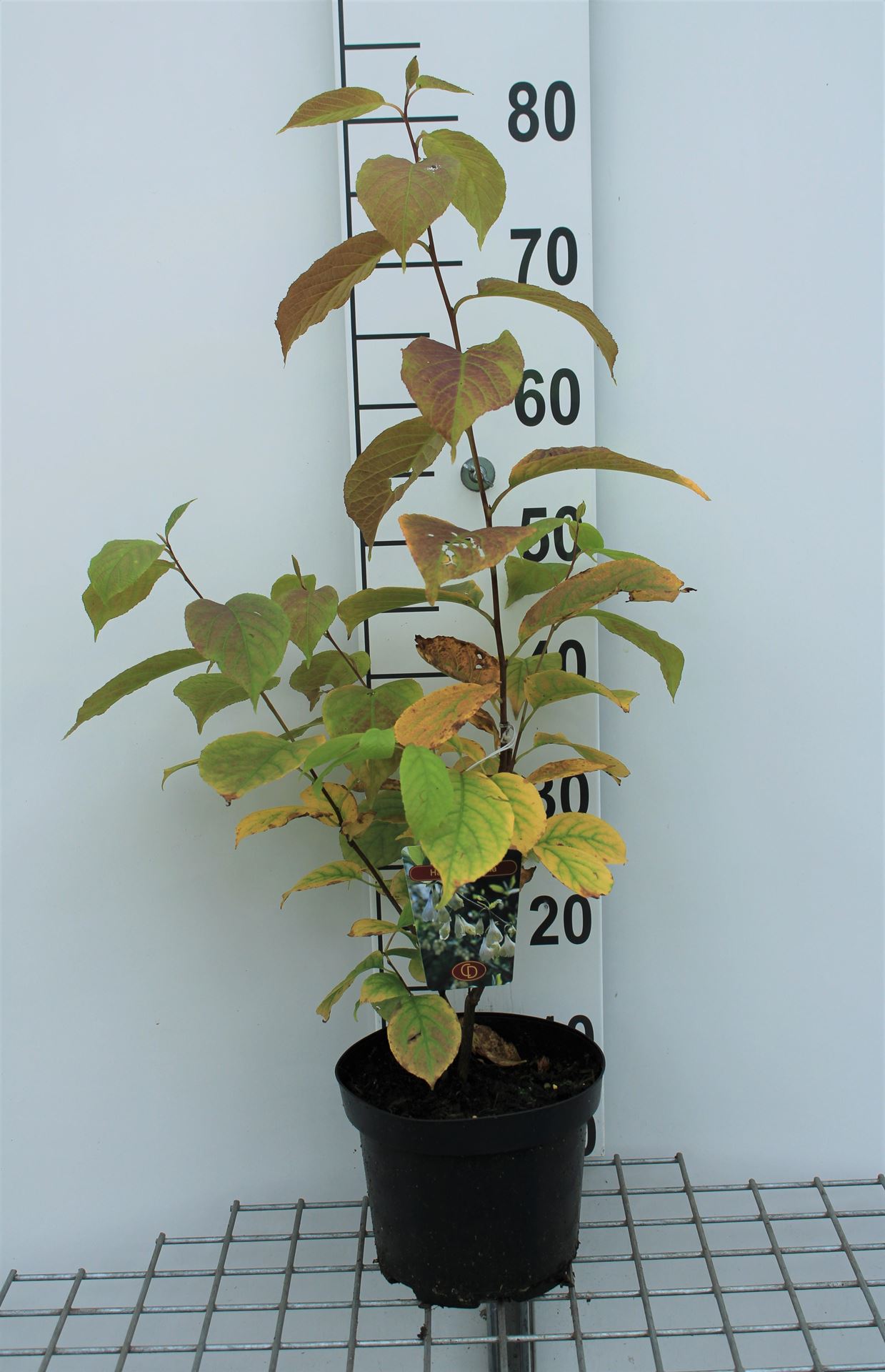 Halesia carolina - pot - 30-40 cm afbeelding