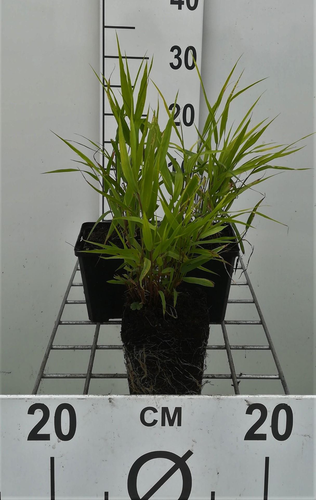 Hakonechloa macra - pot 9x9 cm - Japans berggras / Japanse bosgras / Hakonegras / Bandgras afbeelding