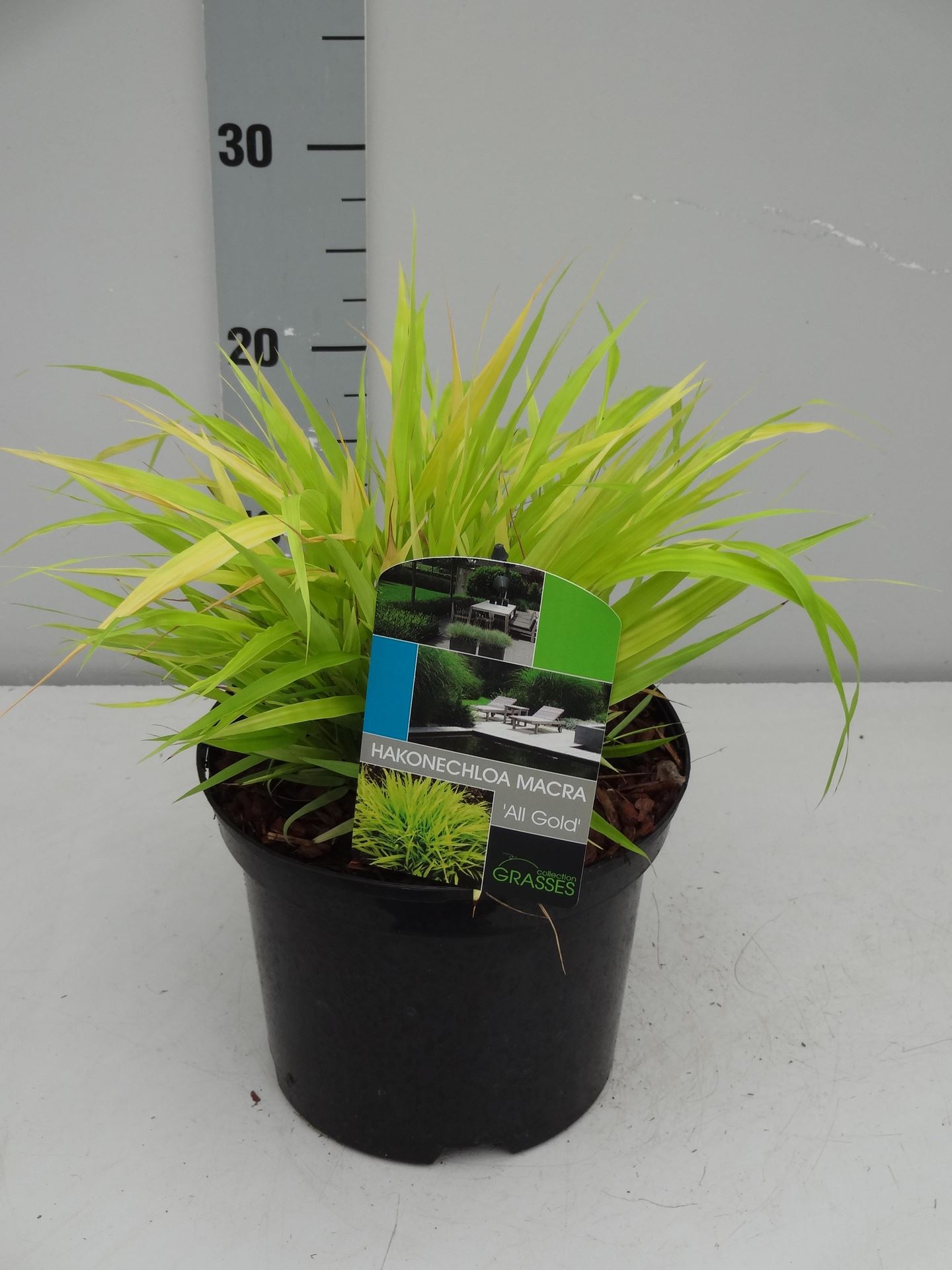 Hakonechloa macra'All Gold'- pot 3L afbeelding