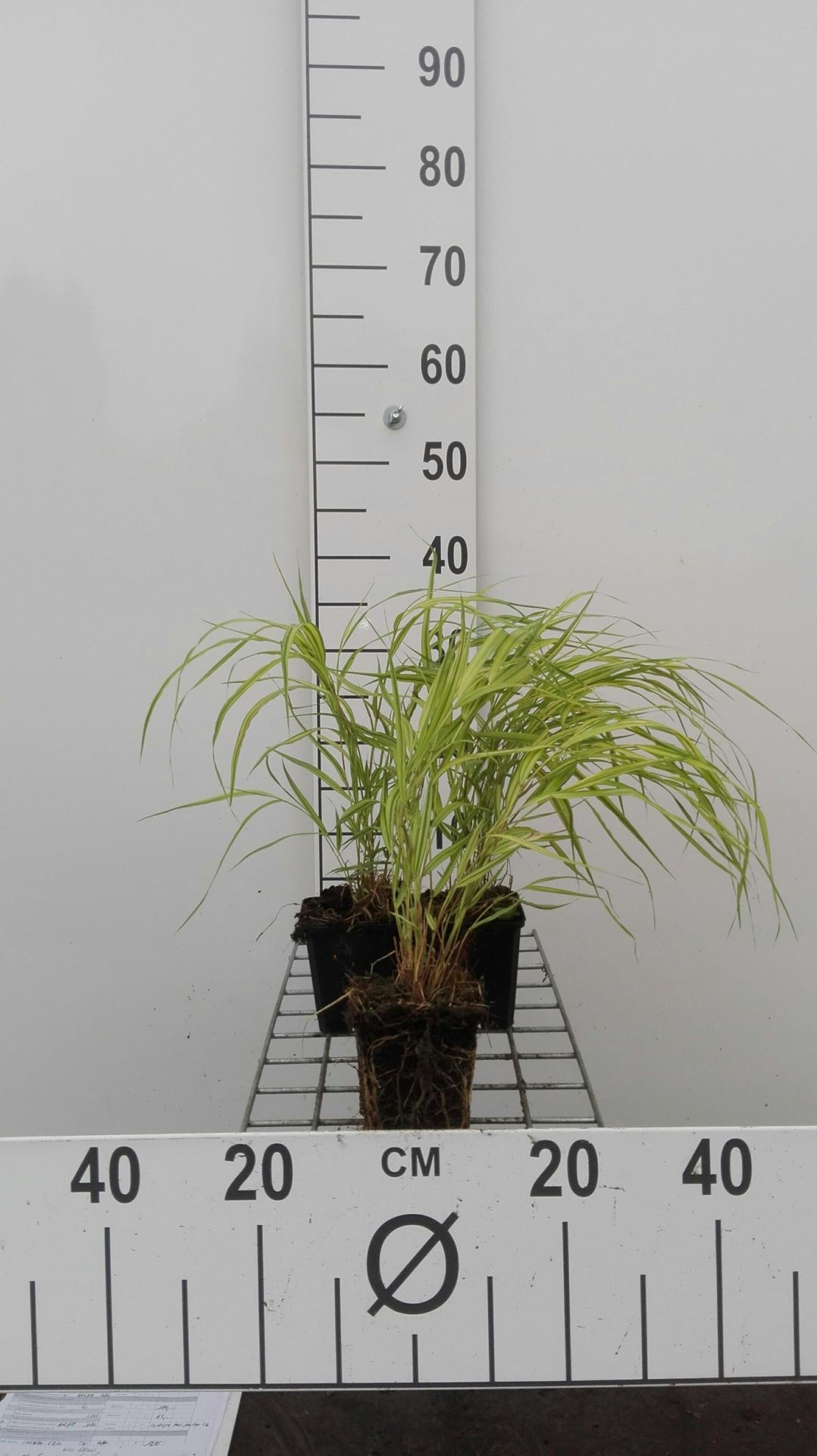 Hakonechloa macra'Aureola'- pot 9x9 cm - Hakonechloa macra'Aureola' afbeelding