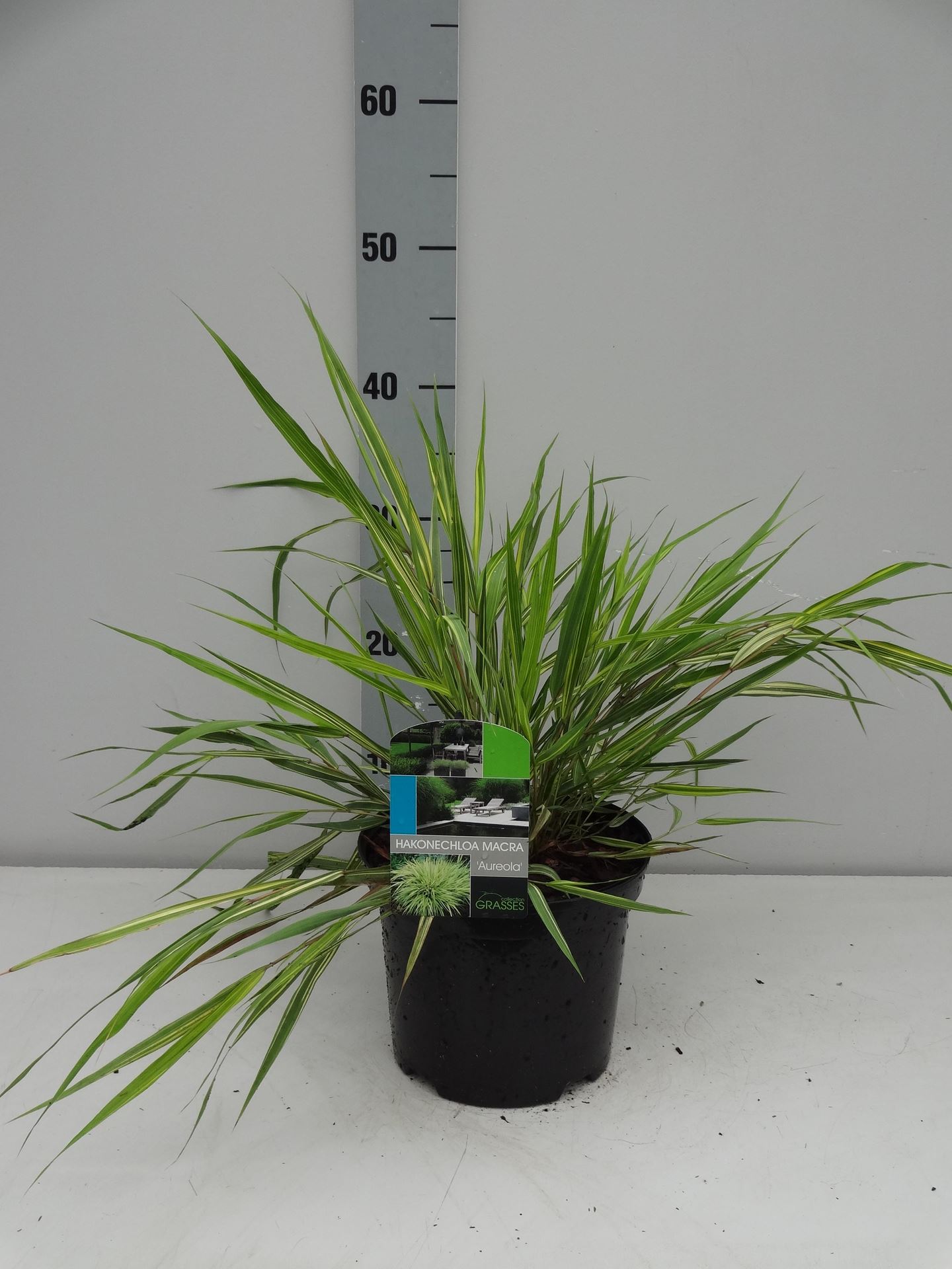 Hakonechloa macra'Aureola'- pot 3L - afbeelding