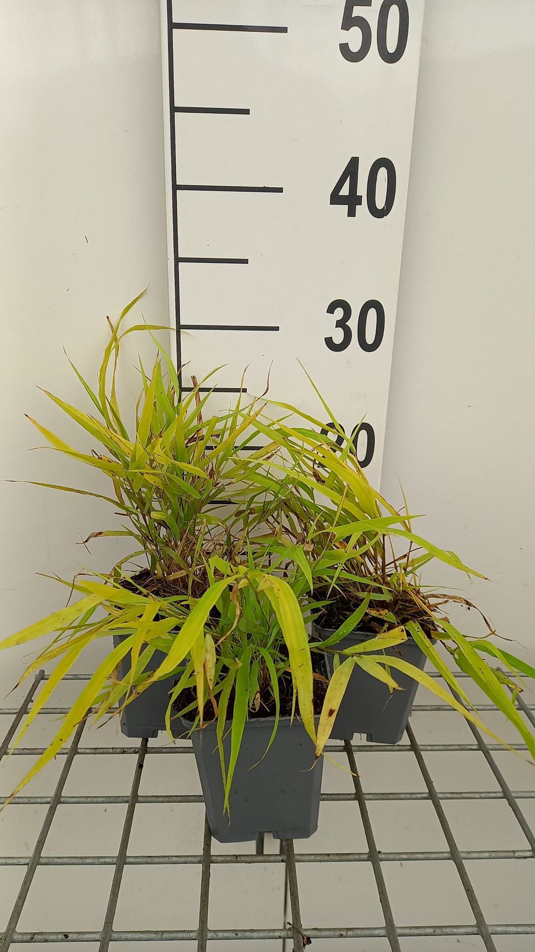 Hakonechloa macra'Sunflare'- Japans berggras - pot 9x9 cm afbeelding