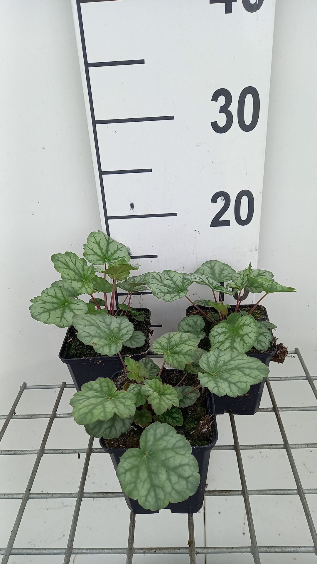 Heuchera americana'Dale'- pot 9x9 cm afbeelding