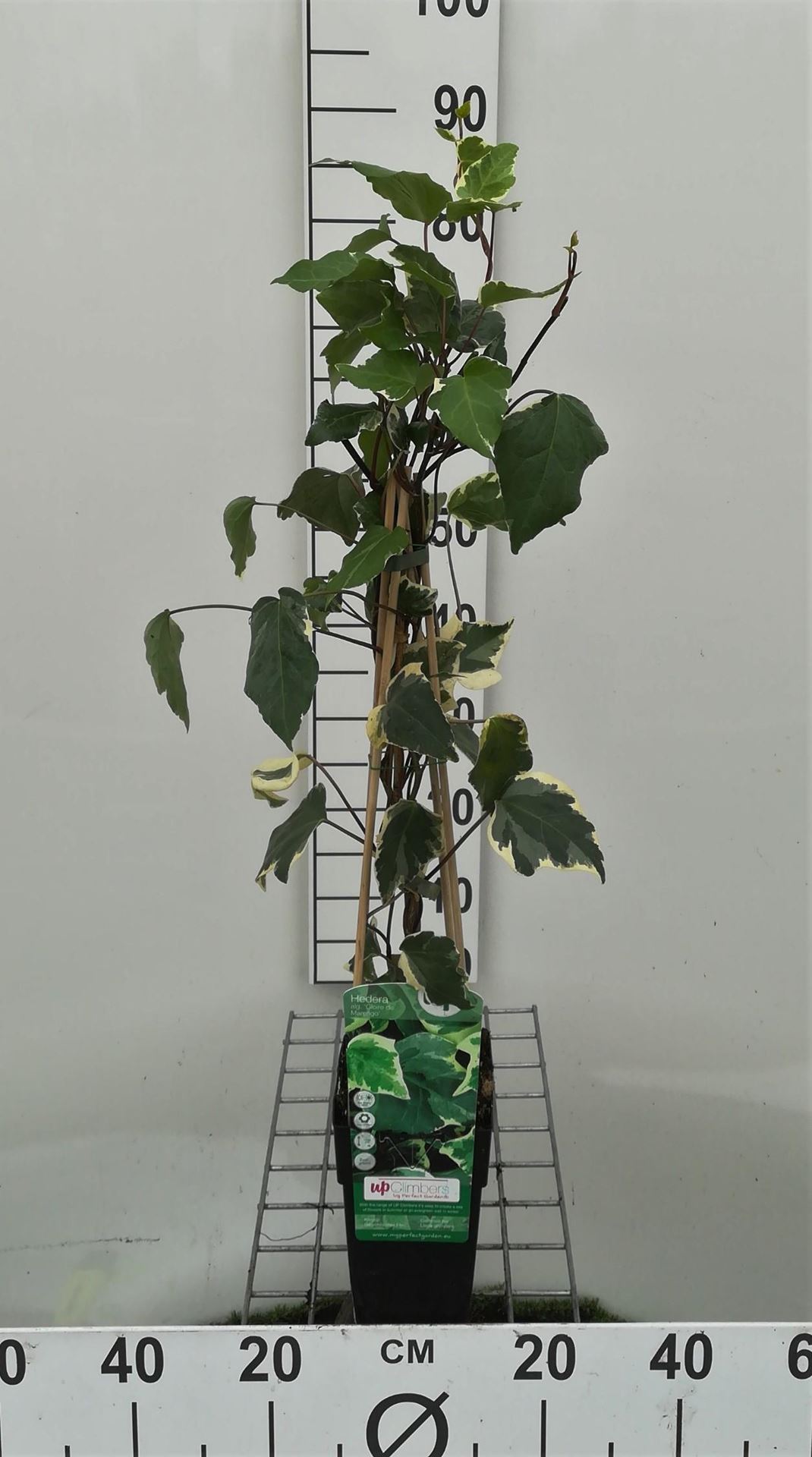 Hedera algeriensis 'Gloire de Marengo' - pot - 50-60 cm
