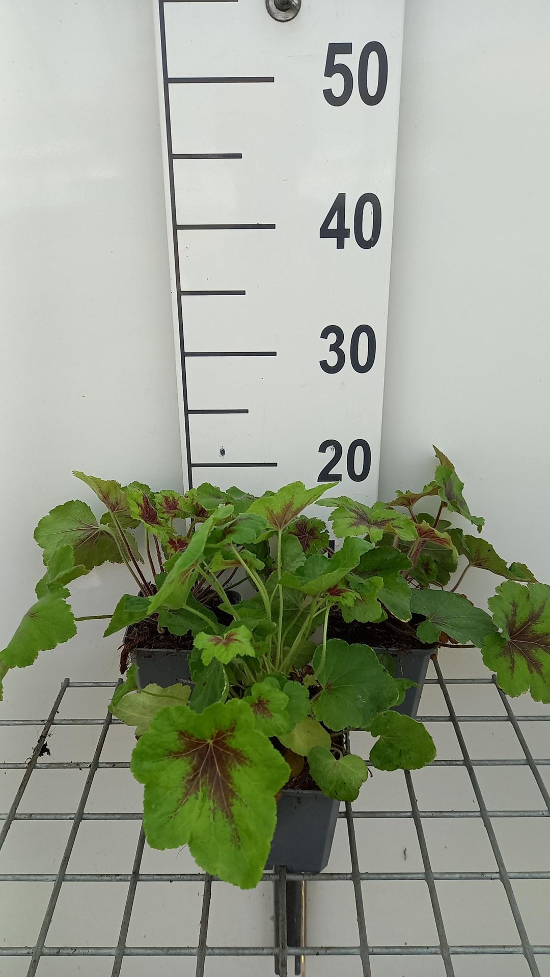 x Heucherella'Art Nouveau'- pot 9x9 cm afbeelding