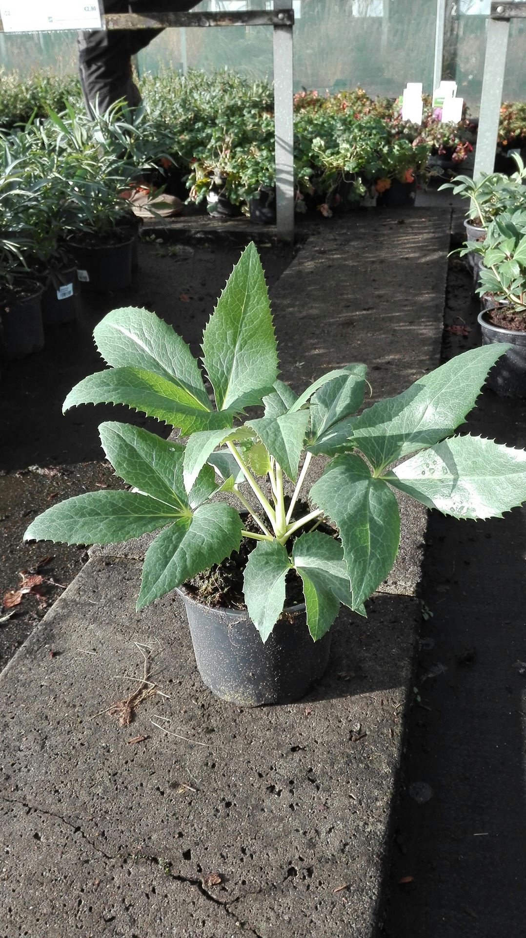 Helleborus argutifolius - pot 2L -