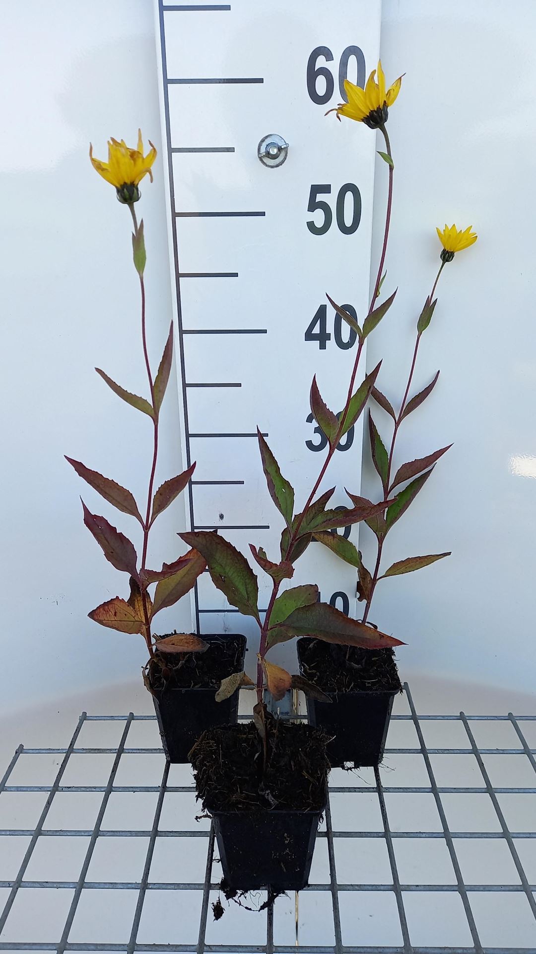 Helianthus atrorubens - pot 9x9 cm - Vaste zonnebloem afbeelding