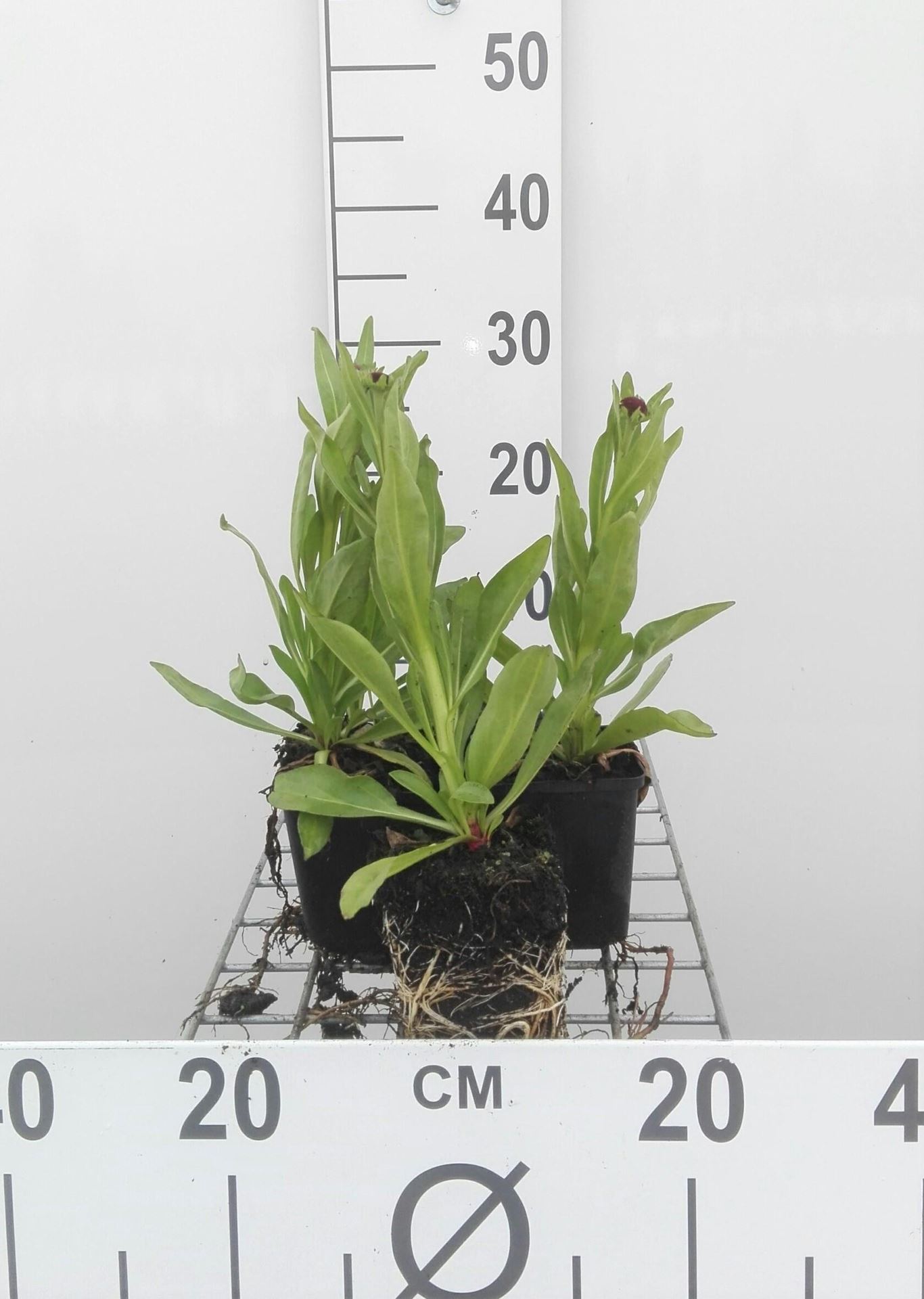 Helenium bigelovii'The Bishop'- pot 9x9 cm afbeelding