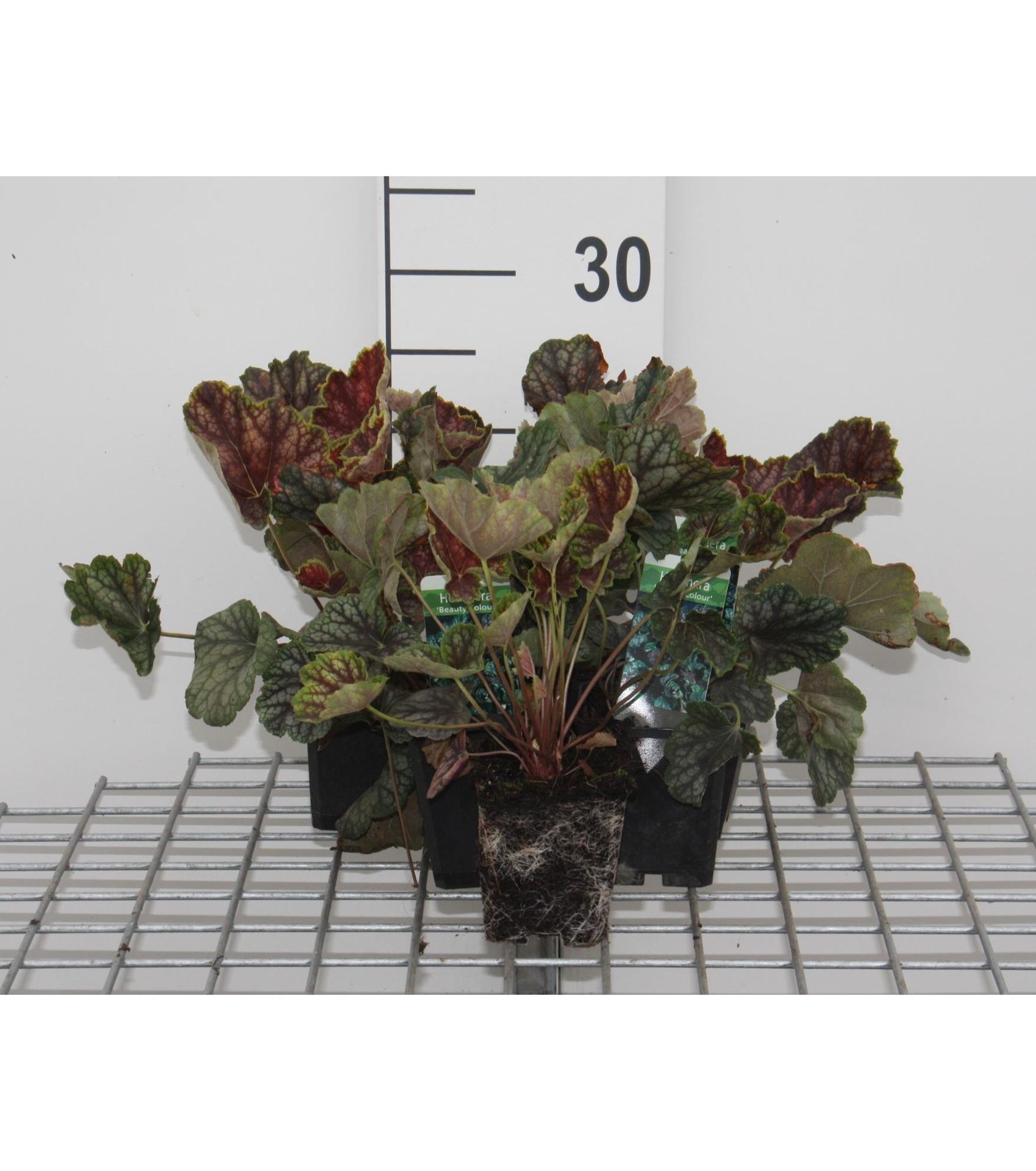 Heuchera'Beauty Colour'- pot 9x9 cm afbeelding