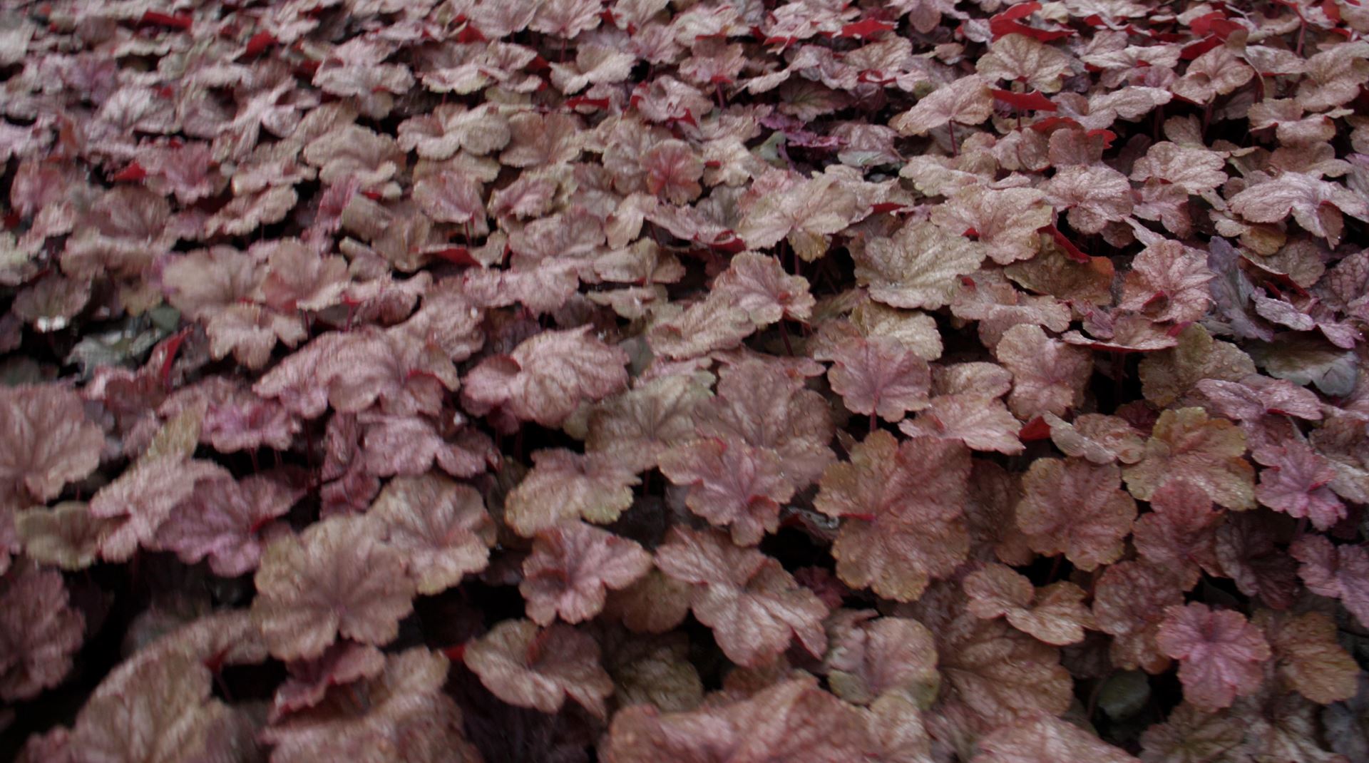 Heuchera 'Beaujolais' - pot 9x9 cm