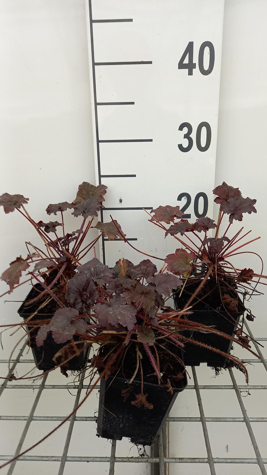 Heuchera'Binoche'- pot 9x9 cm afbeelding