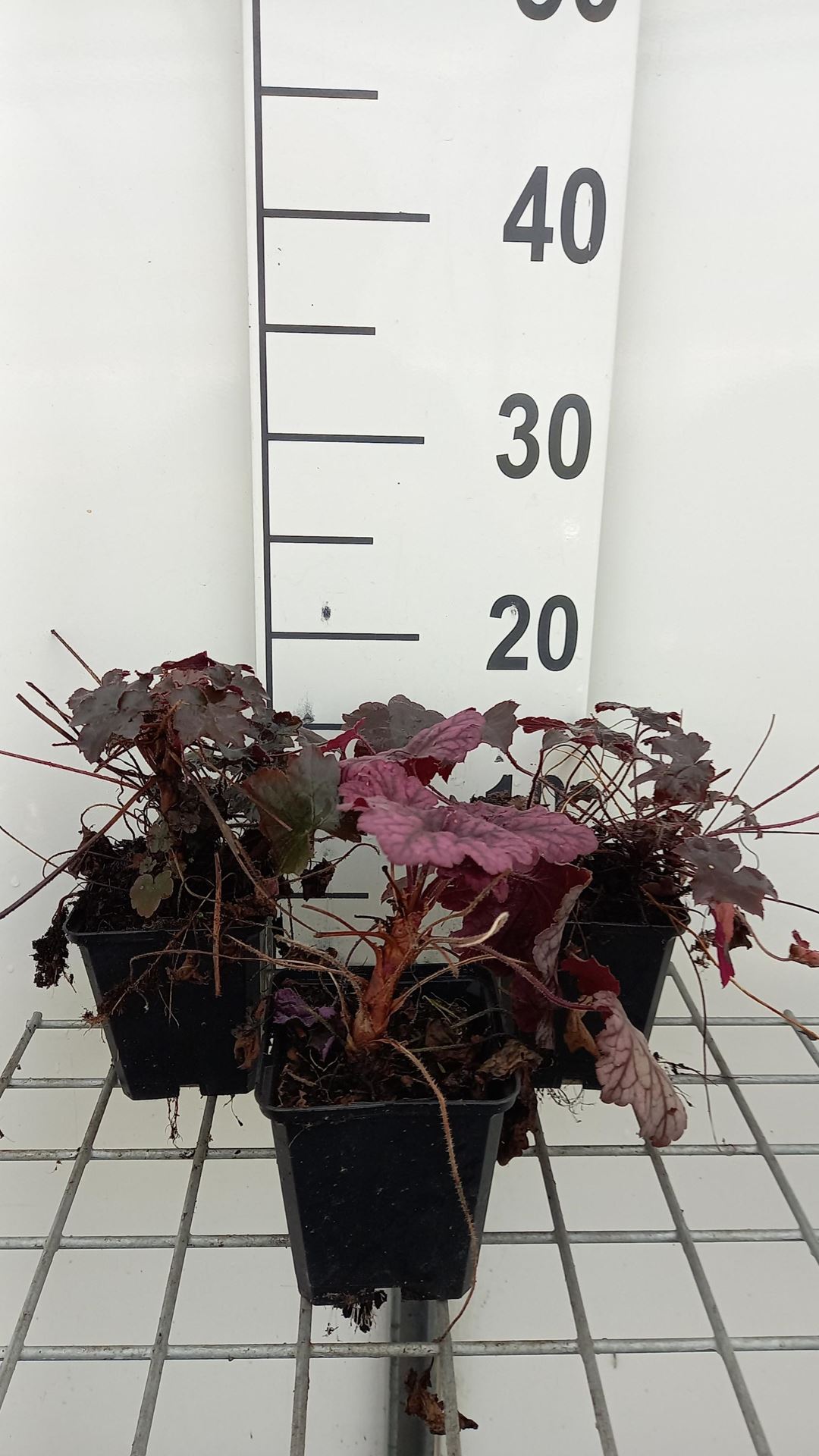 Heuchera hybr.'Blackout'® - pot 9x9 cm afbeelding