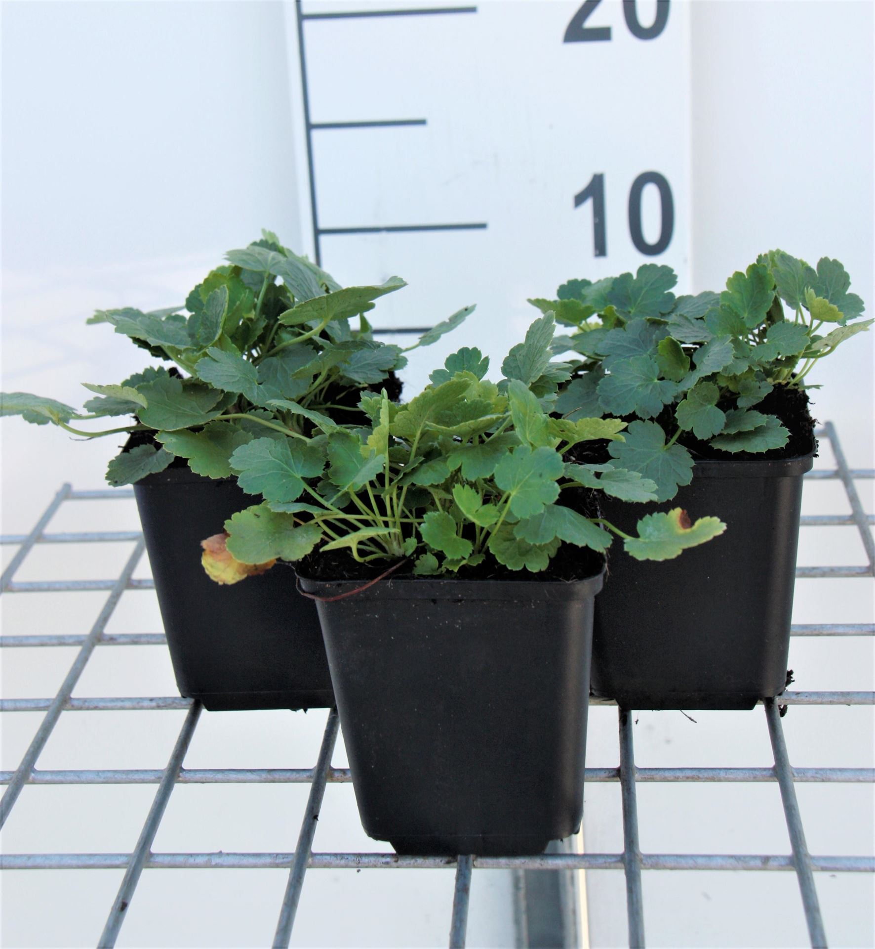Heuchera'Schneewittchen'- pot 9x9 cm afbeelding