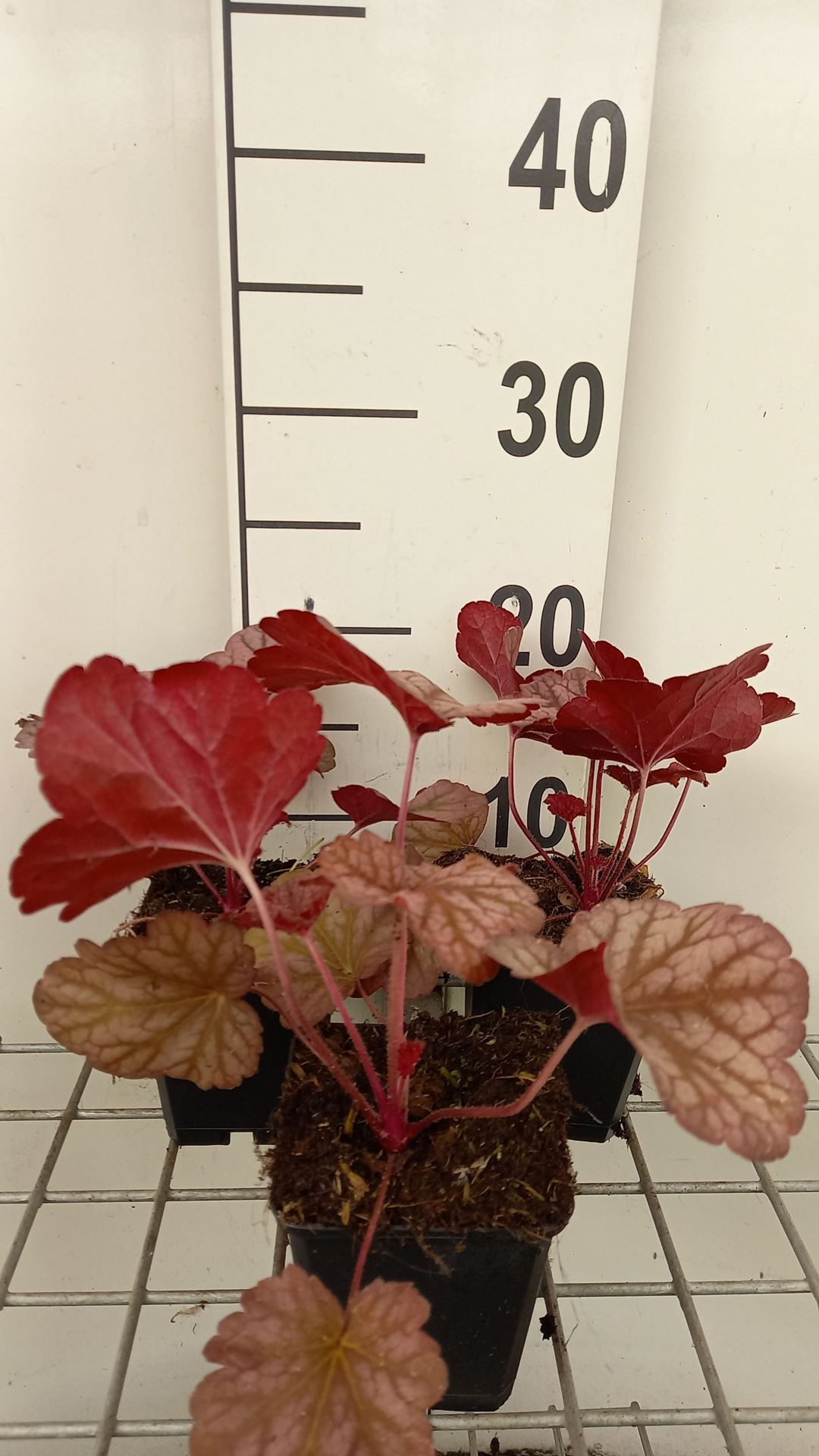 Heuchera 'Berry Smoothie' - pot 9x9 cm