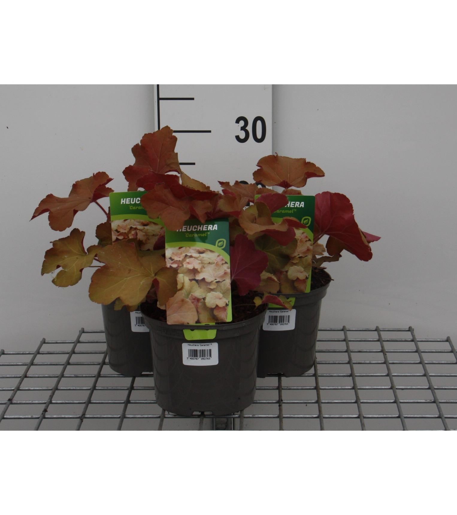 Heuchera'Caramel'- pot 2L - Pampagras / Pampasgras afbeelding