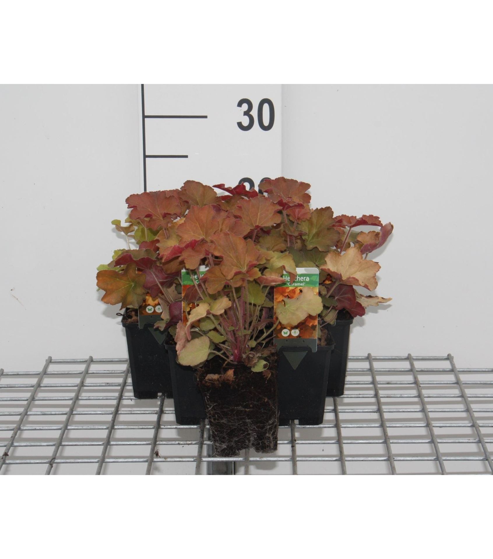 Heuchera'Caramel'- pot 9x9 cm afbeelding