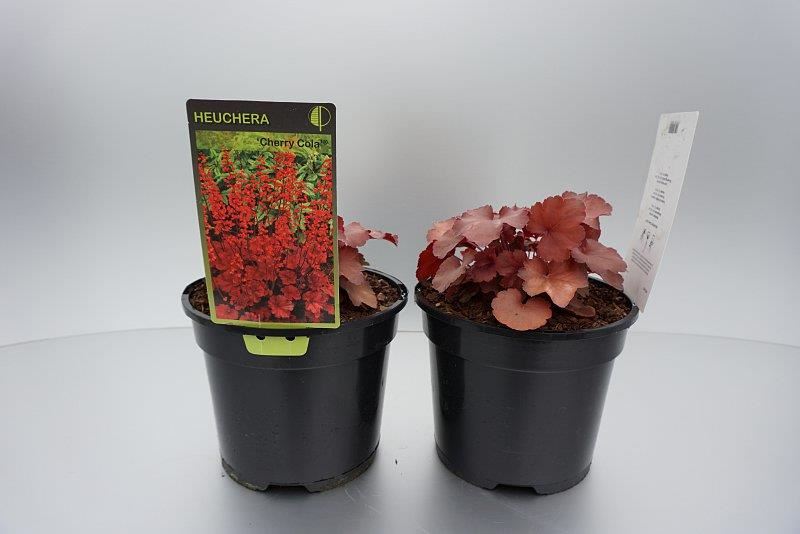 Heuchera'Cherry Cola'- pot 2L afbeelding