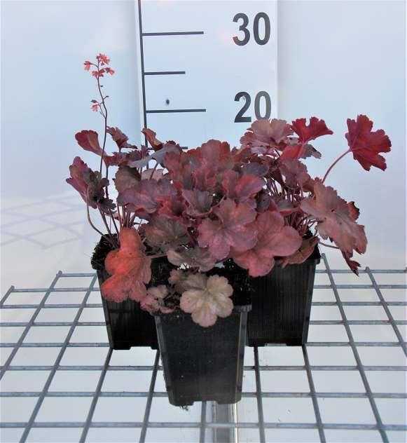 Heuchera'Cherry Cola'- pot 9x9 cm afbeelding