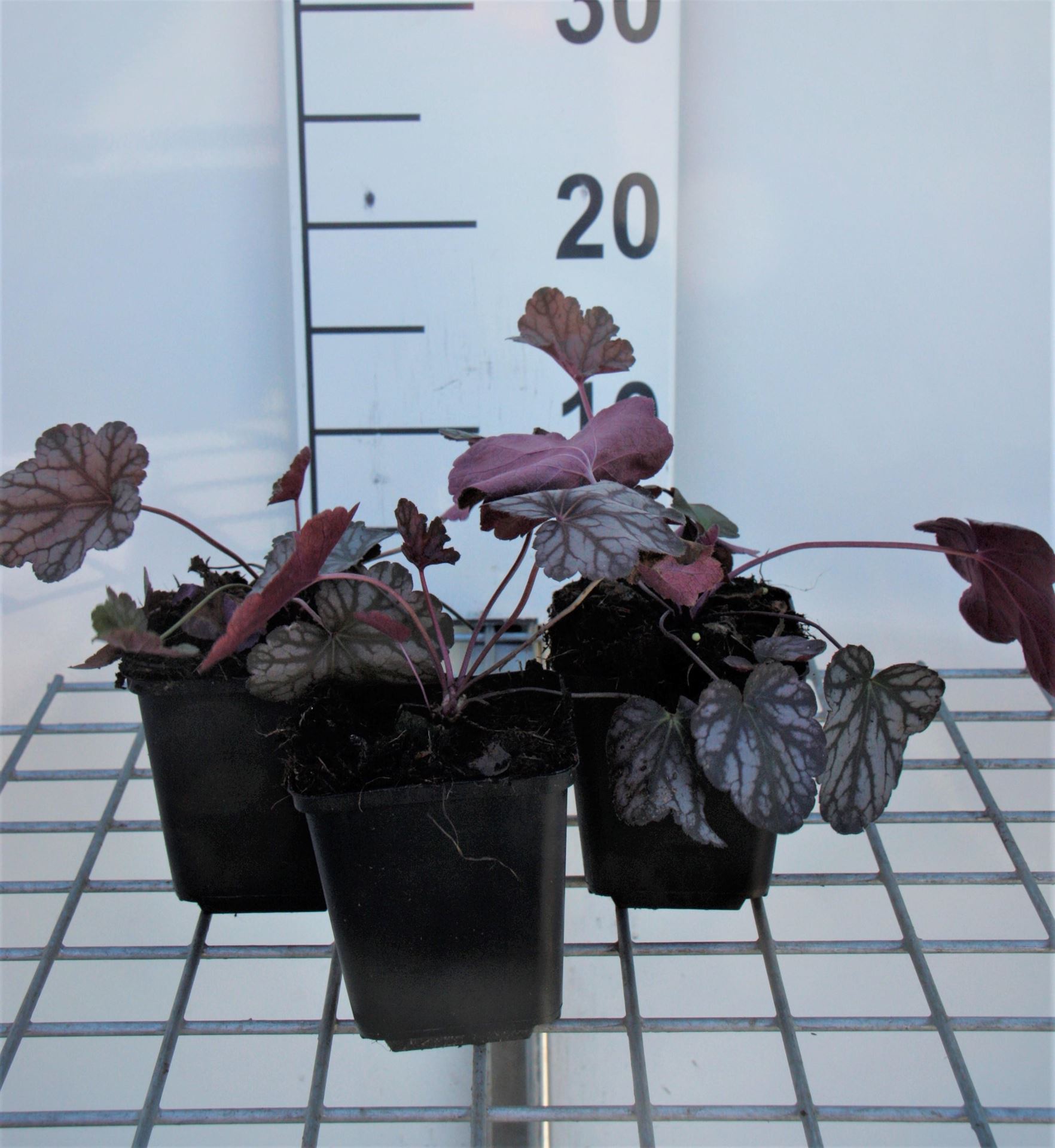 Heuchera 'Cascade Dawn' - pot 9x9 cm