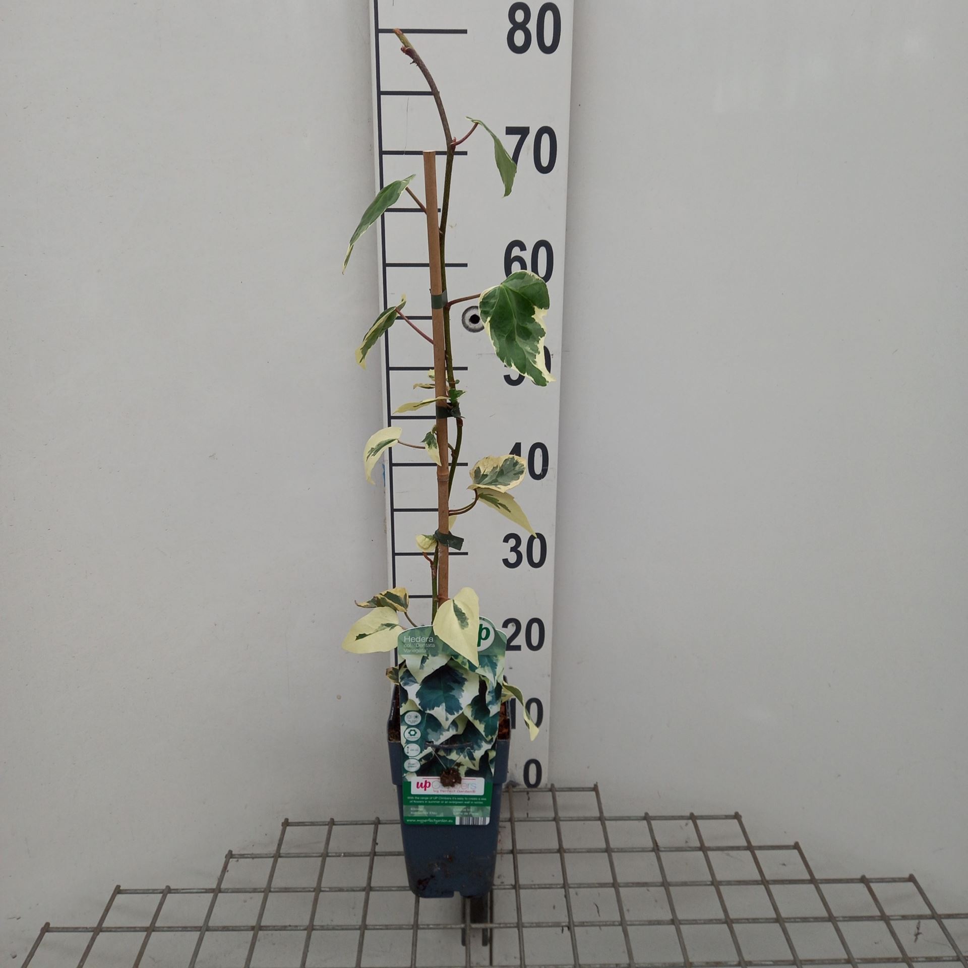 Hedera colchica 'Dentata Variegata' - pot - 50-60 cm -