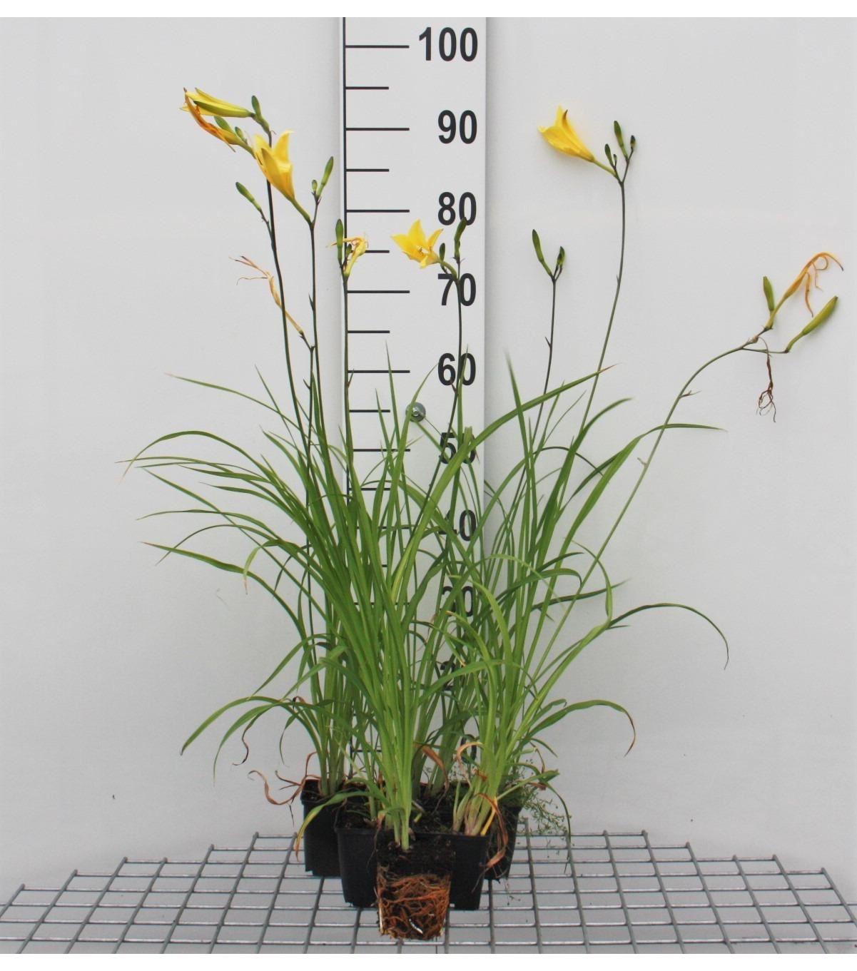 Hemerocallis citrina - pot 9x9 cm