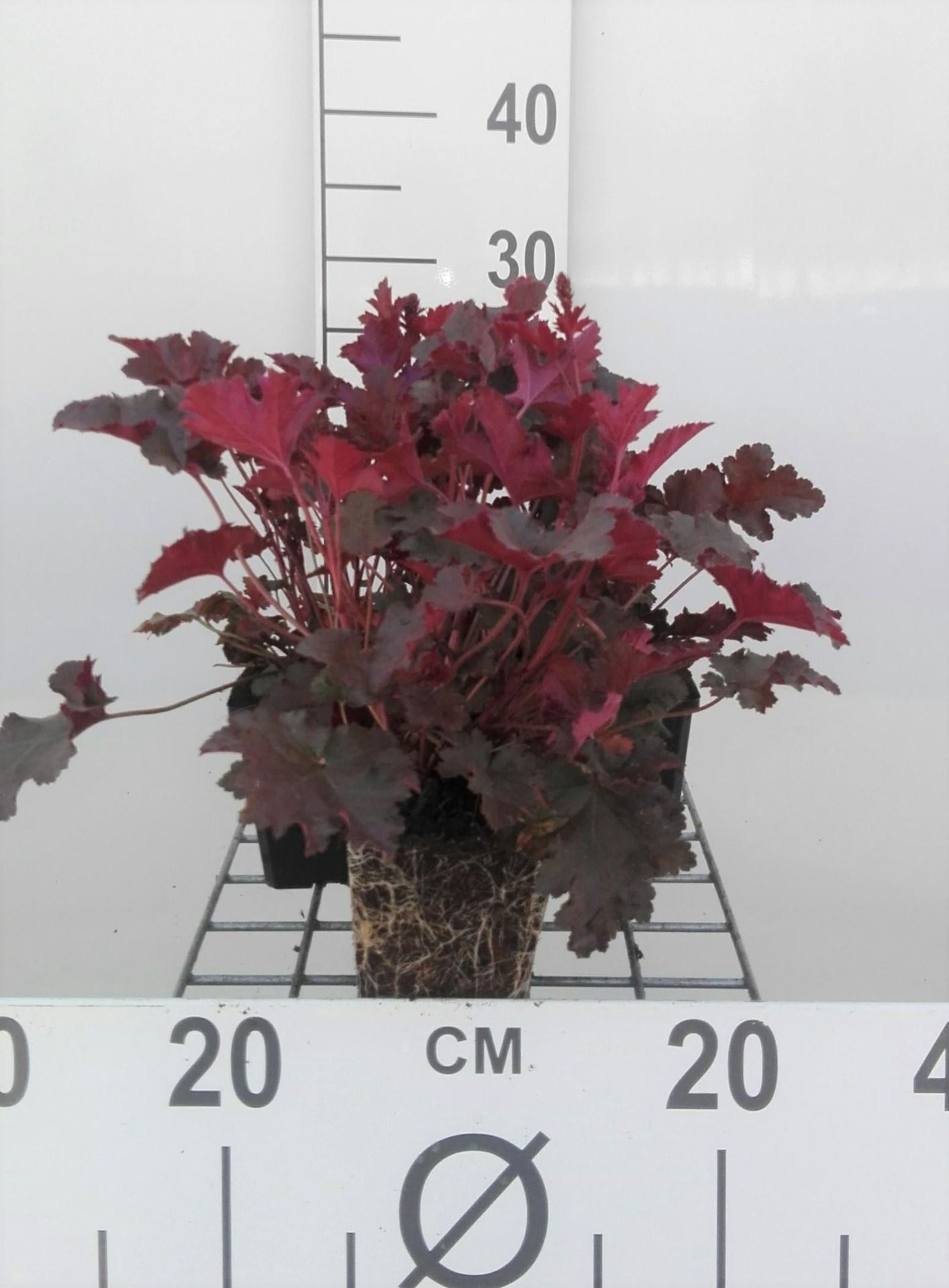Heuchera'Chocolate Ruffles'- pot 9x9 cm afbeelding