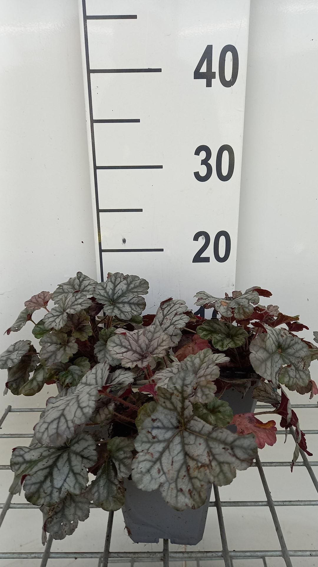 Heuchera'Cinnabar Silver'- pot 9x9 cm afbeelding