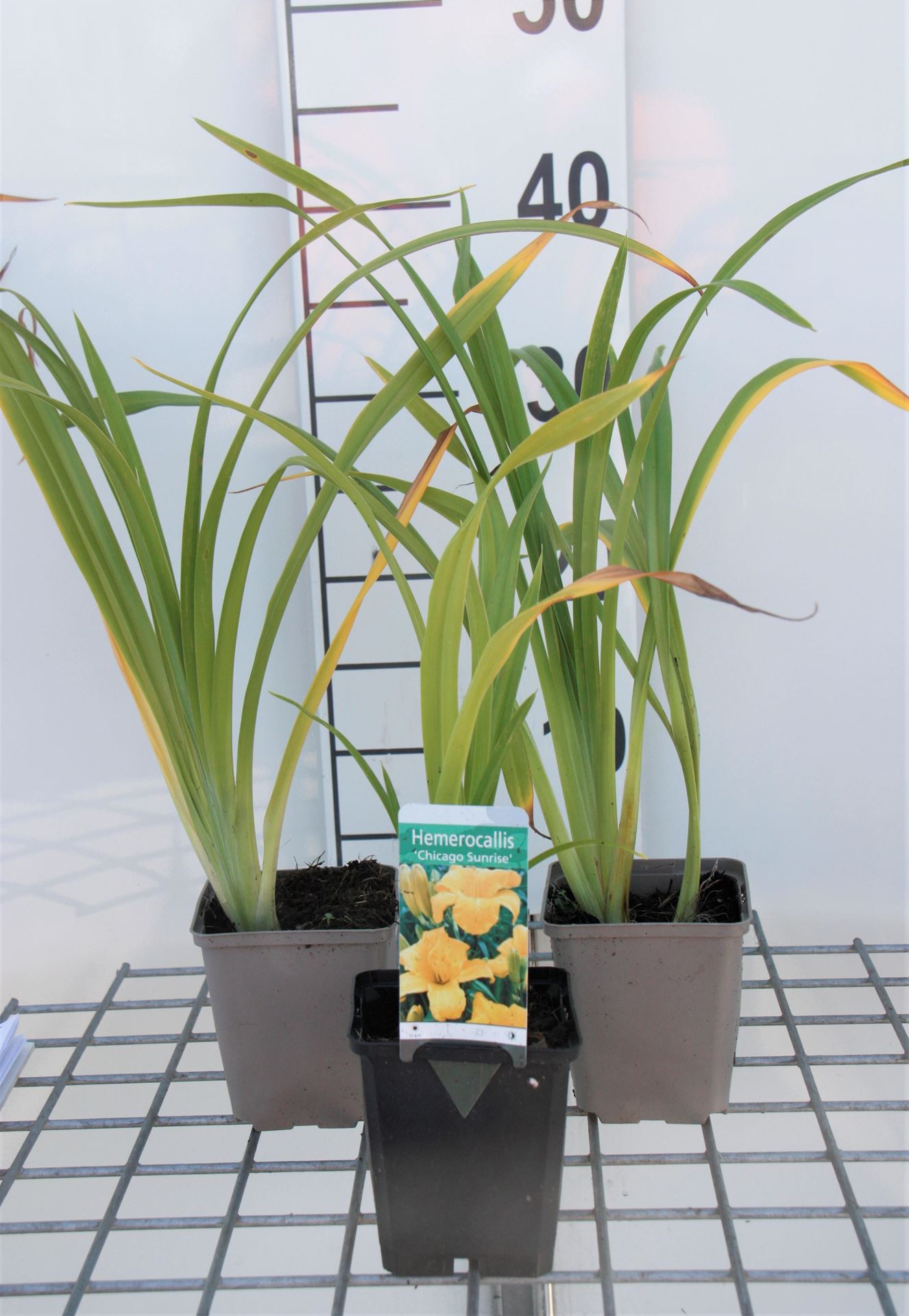Hemerocallis'Chicago Sunrise'- pot 9x9 cm afbeelding