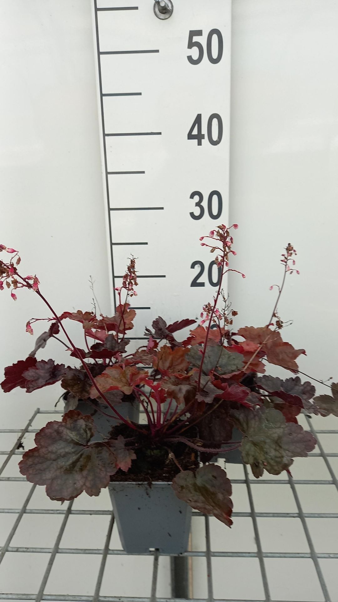 Heuchera'Fire Chief'- pot 9x9 cm afbeelding