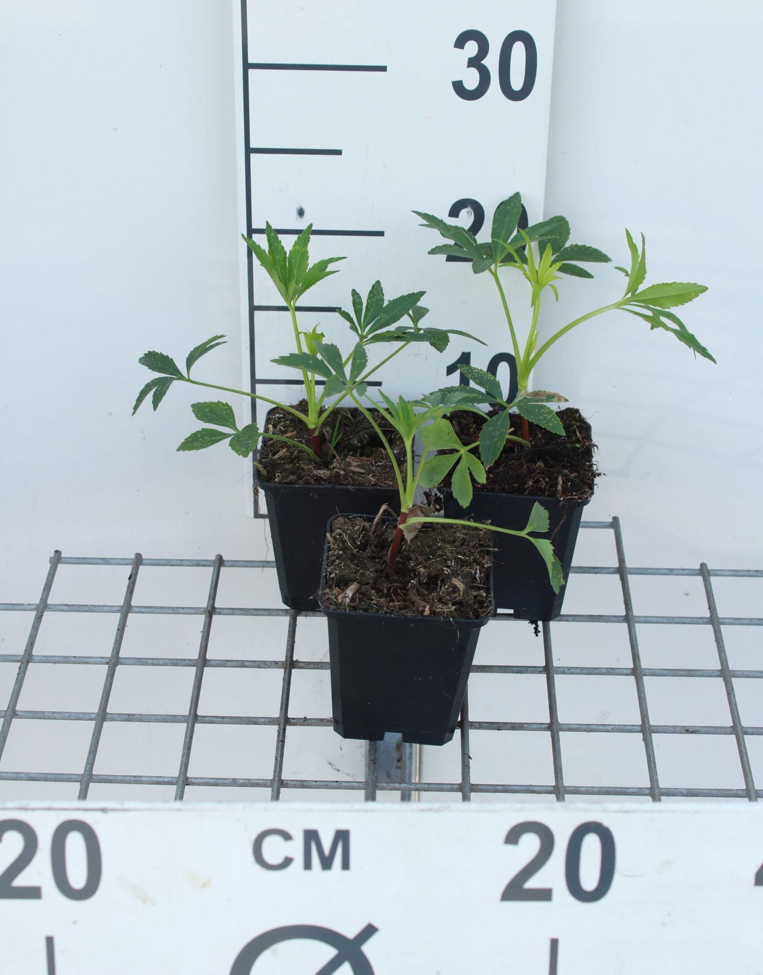 Helleborus foetidus - pot 9x9 cm -