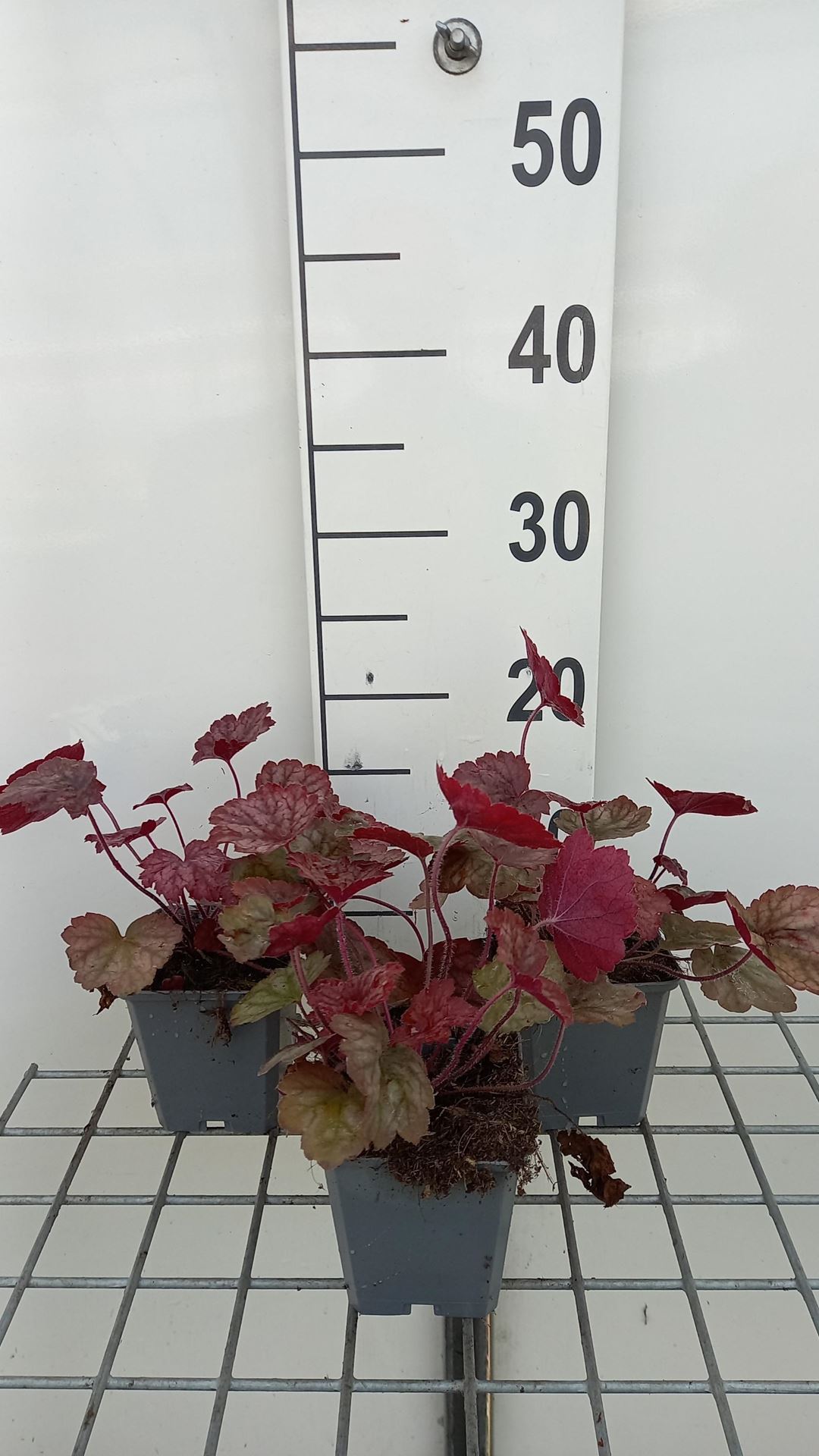 Heuchera'Ginger Peach'- pot 9x9 cm afbeelding