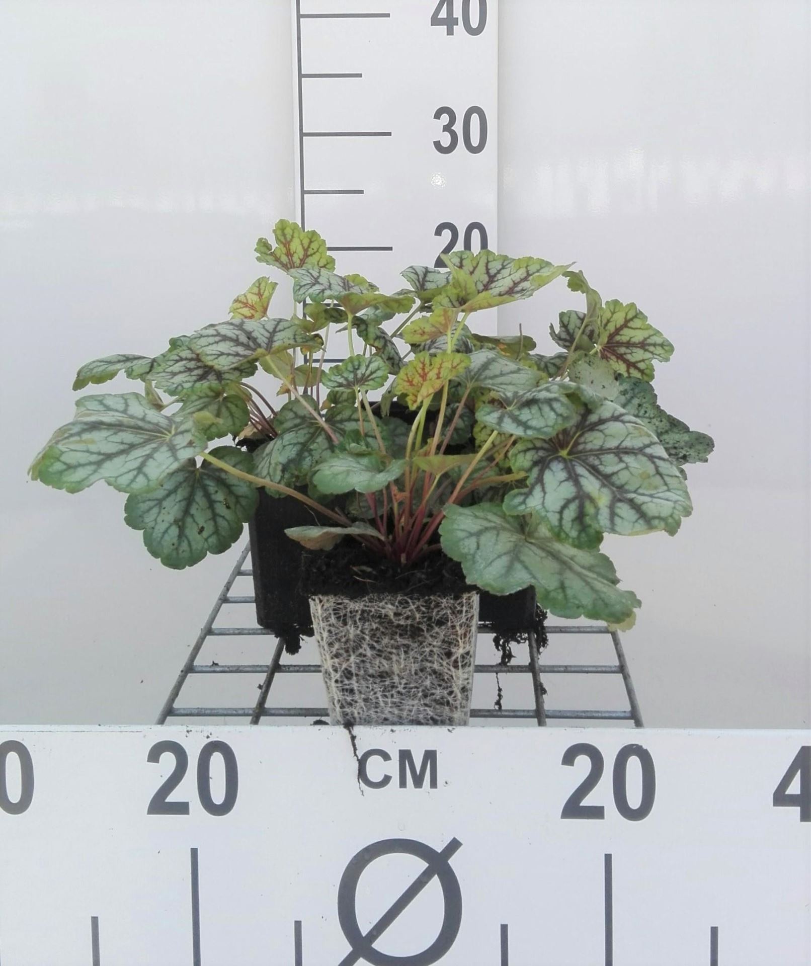 Heuchera 'Green Spice' - pot 9x9 cm