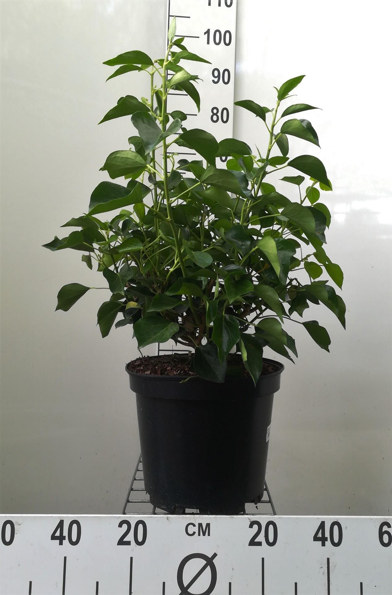 Hedera helix Arborescent Group - pot 10L - 50-60 cm afbeelding