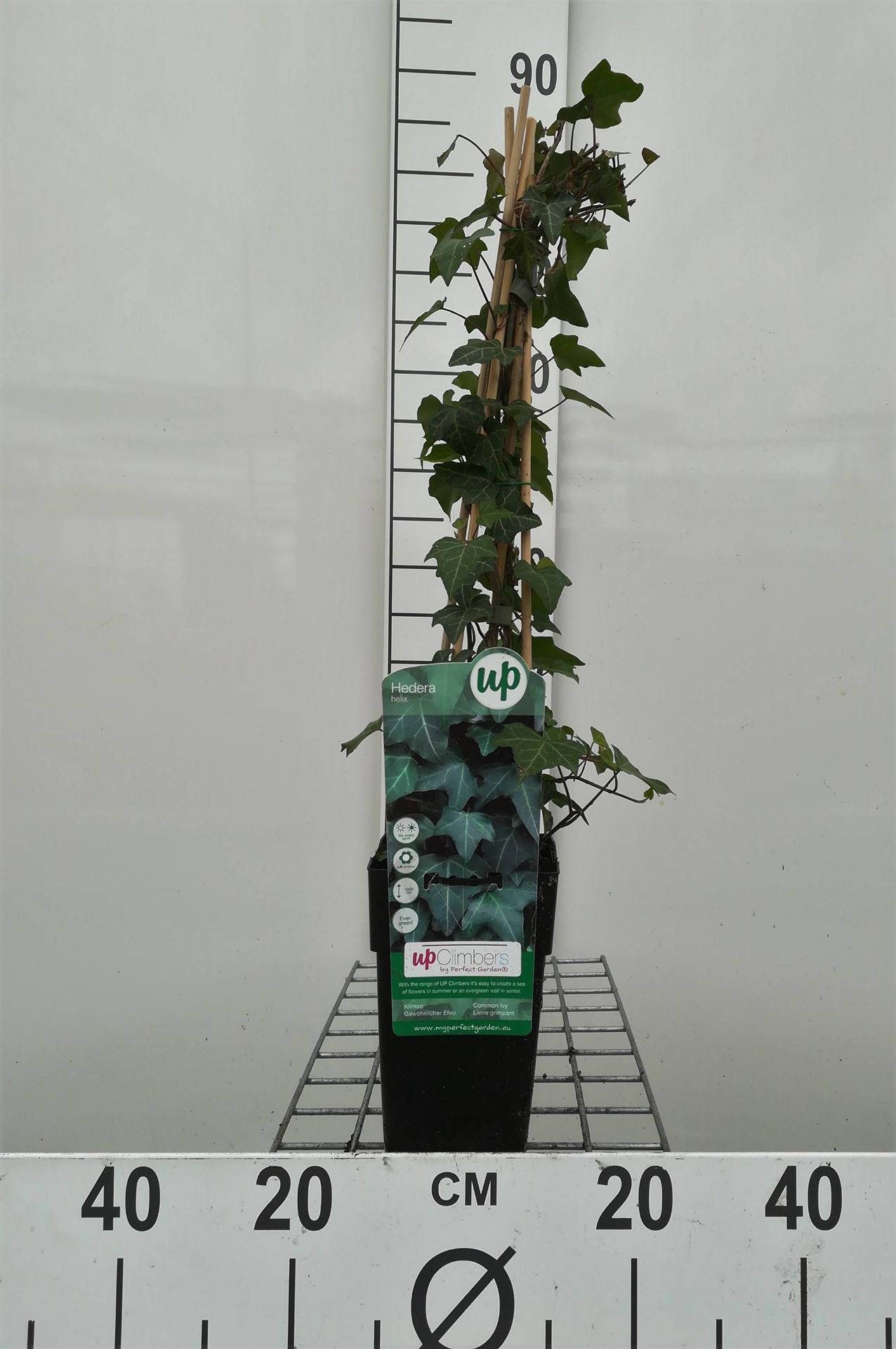 Hedera helix - pot - 50-60 cm - Klimop / Gewone klimop / Eiloof afbeelding