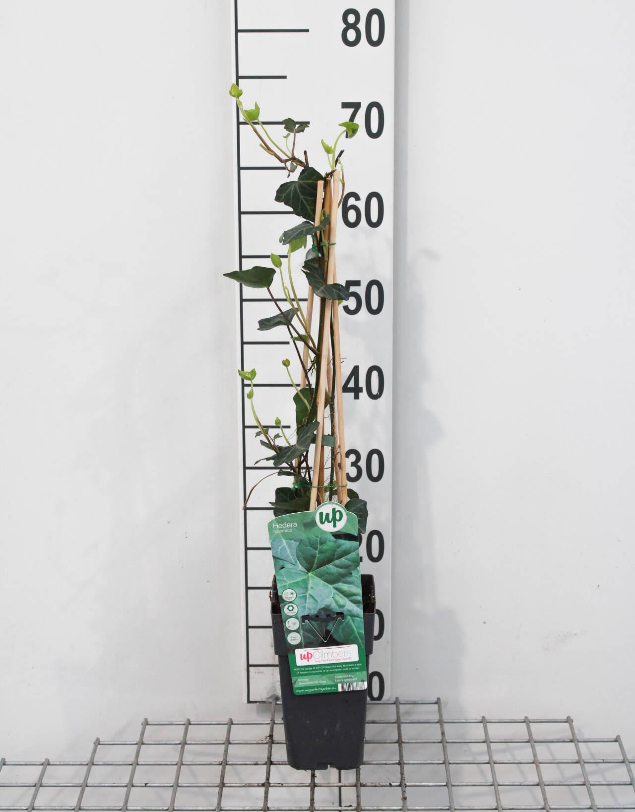 Hedera hibernica - pot - 50-60 cm -