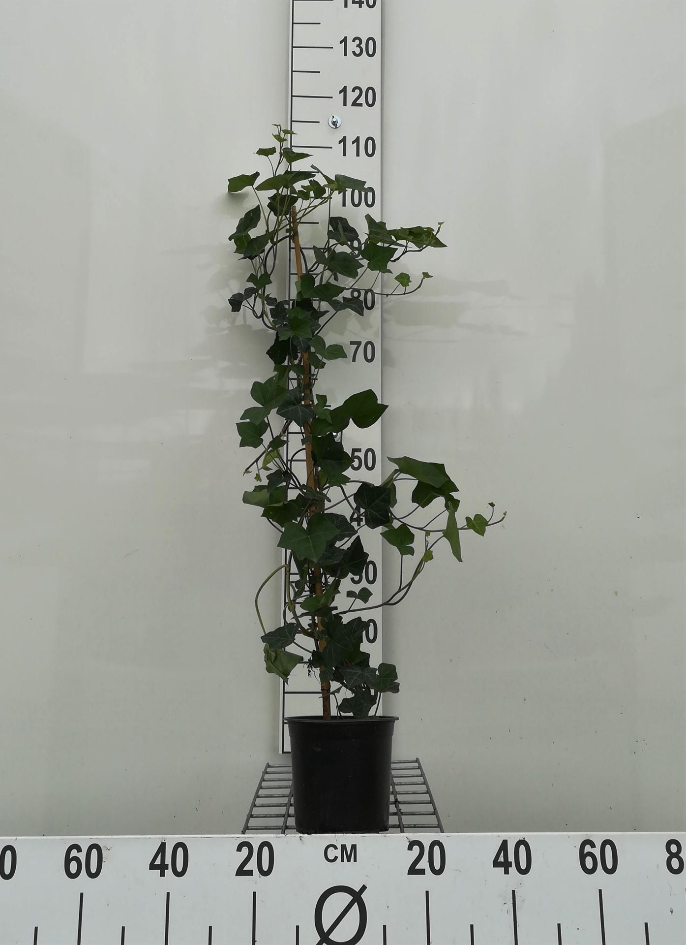 Hedera hibernica - pot - 100+ cm - Atlantische klimop / Ierse klimop afbeelding