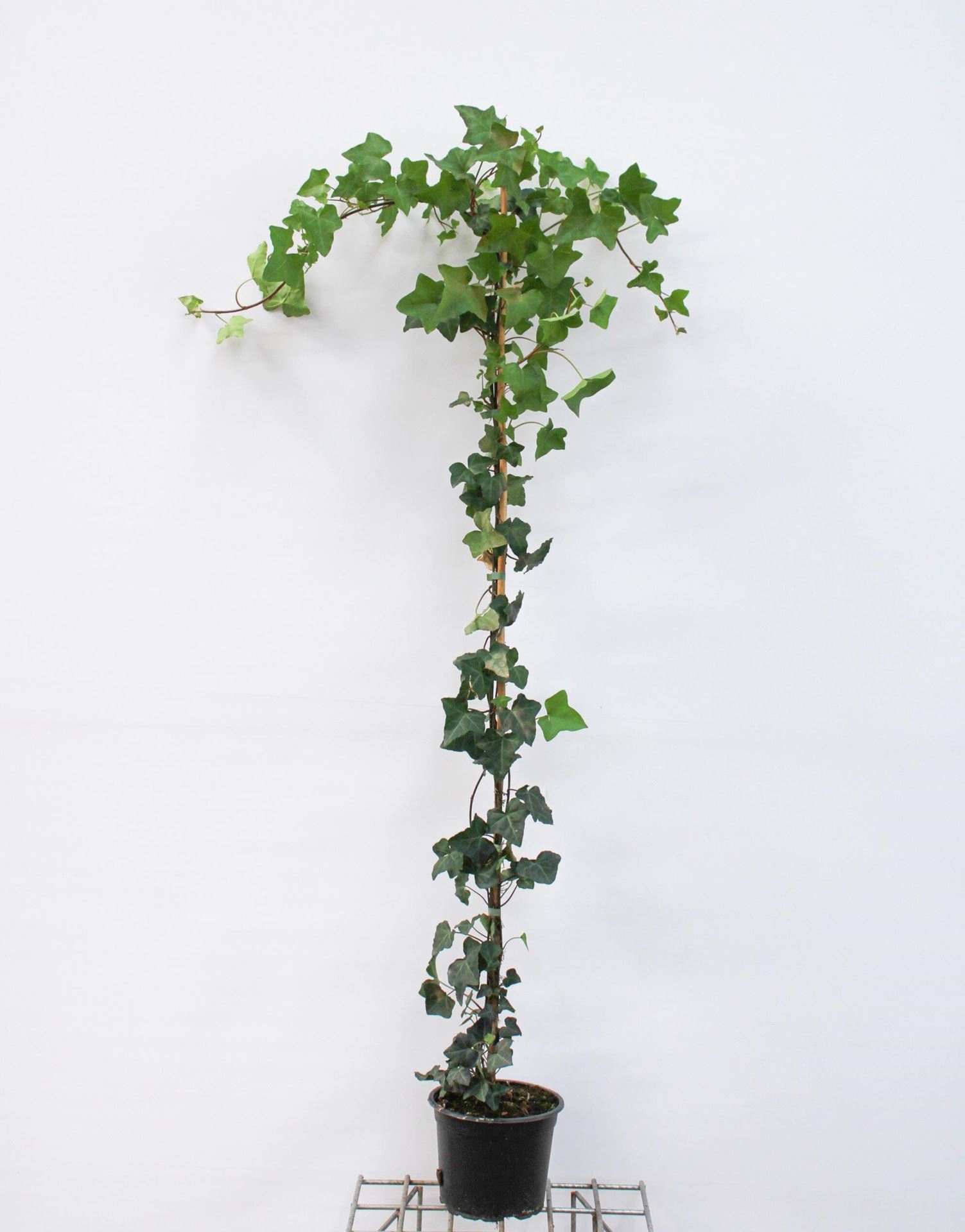 Hedera hibernica - pot - 125+ cm afbeelding