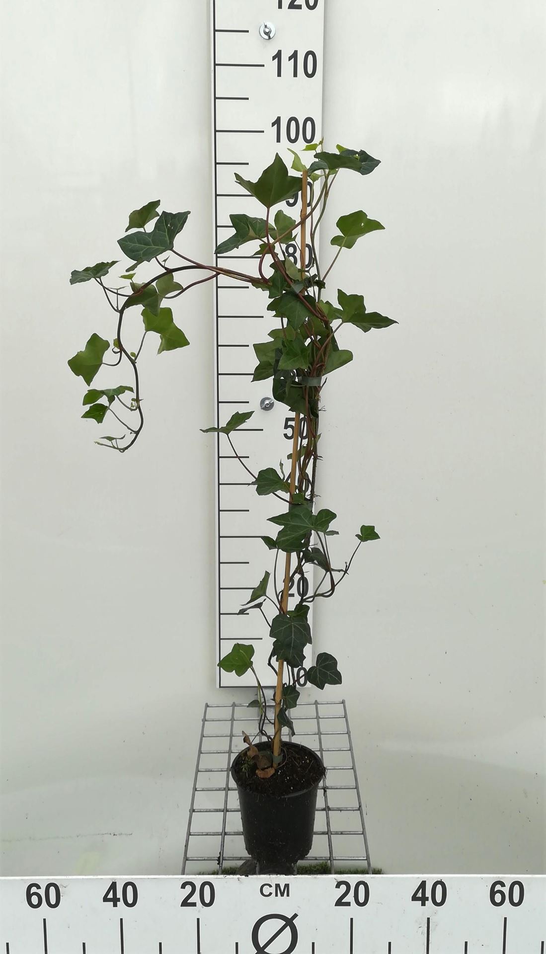 Hedera hibernica - pot - 80-100 cm afbeelding