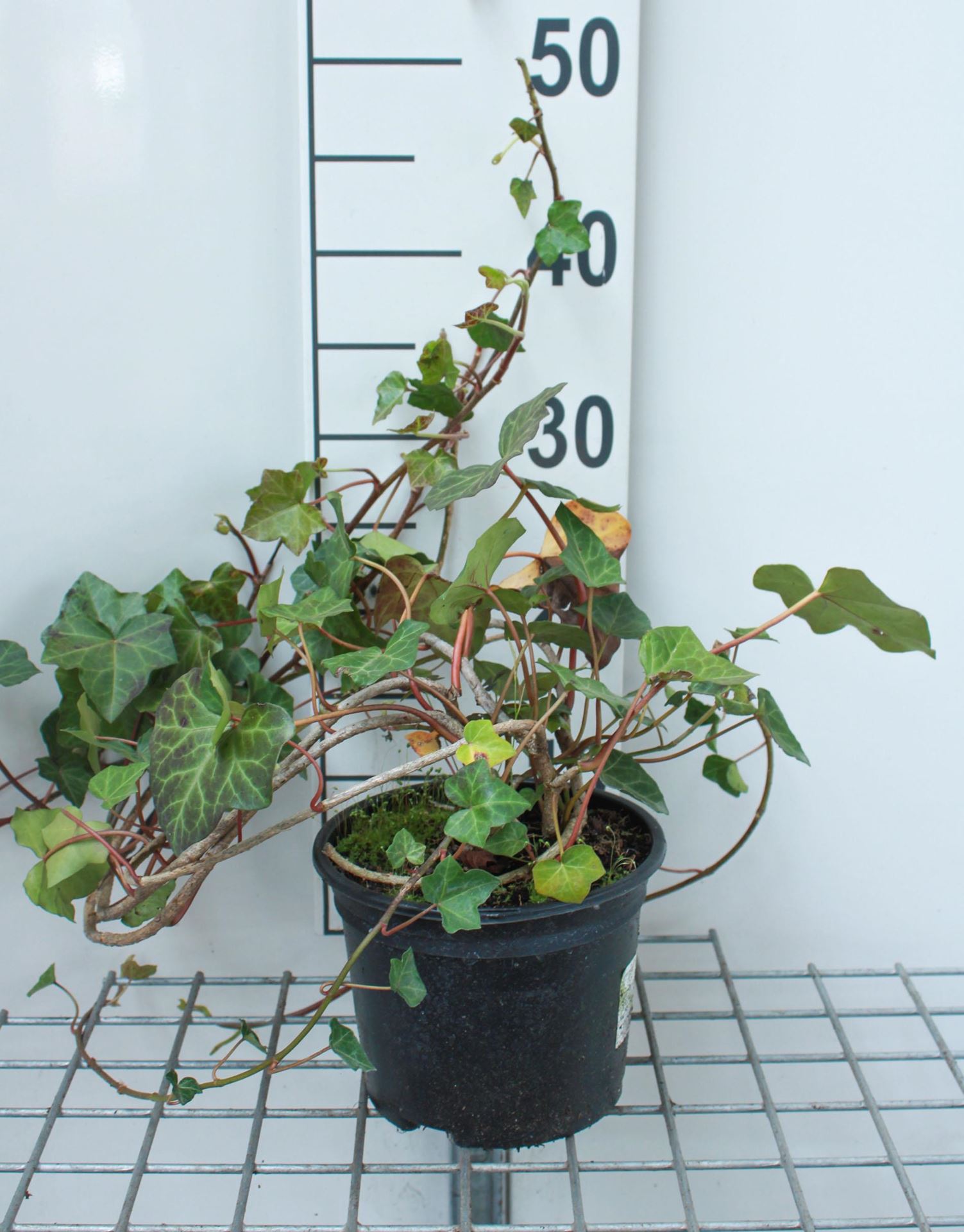 Hedera hibernica - pot 2L - 50-60 cm afbeelding