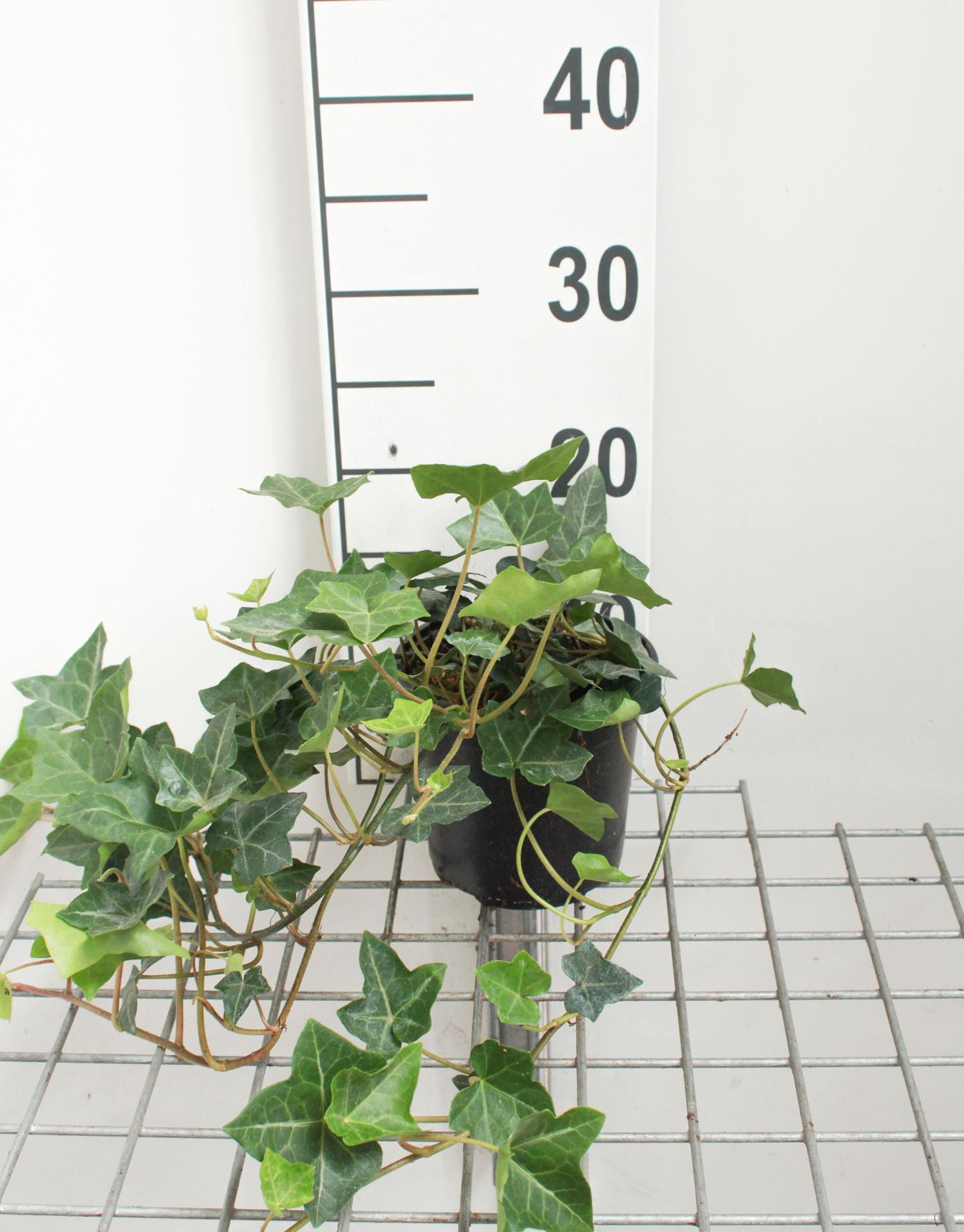 Hedera hibernica - pot 1,3L - 40-60 cm - Atlantische klimop / Ierse klimop afbeelding