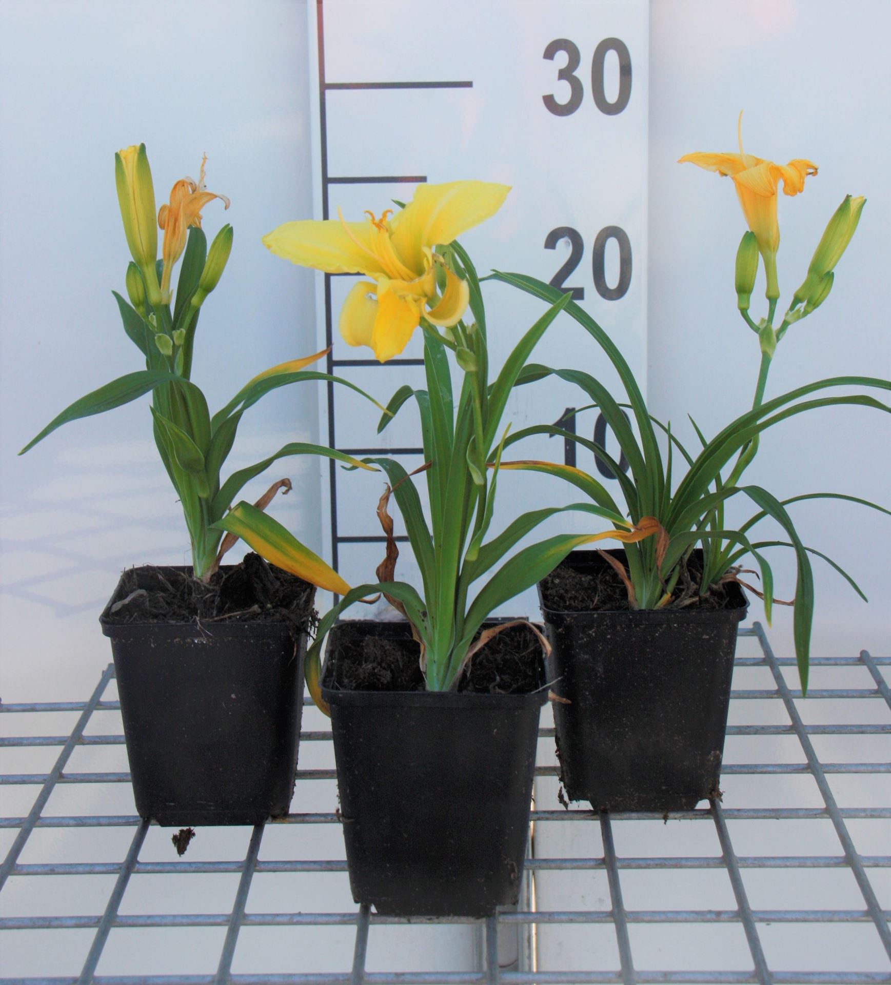 Hemerocallis'Happy Returns'- pot 9x9 cm afbeelding