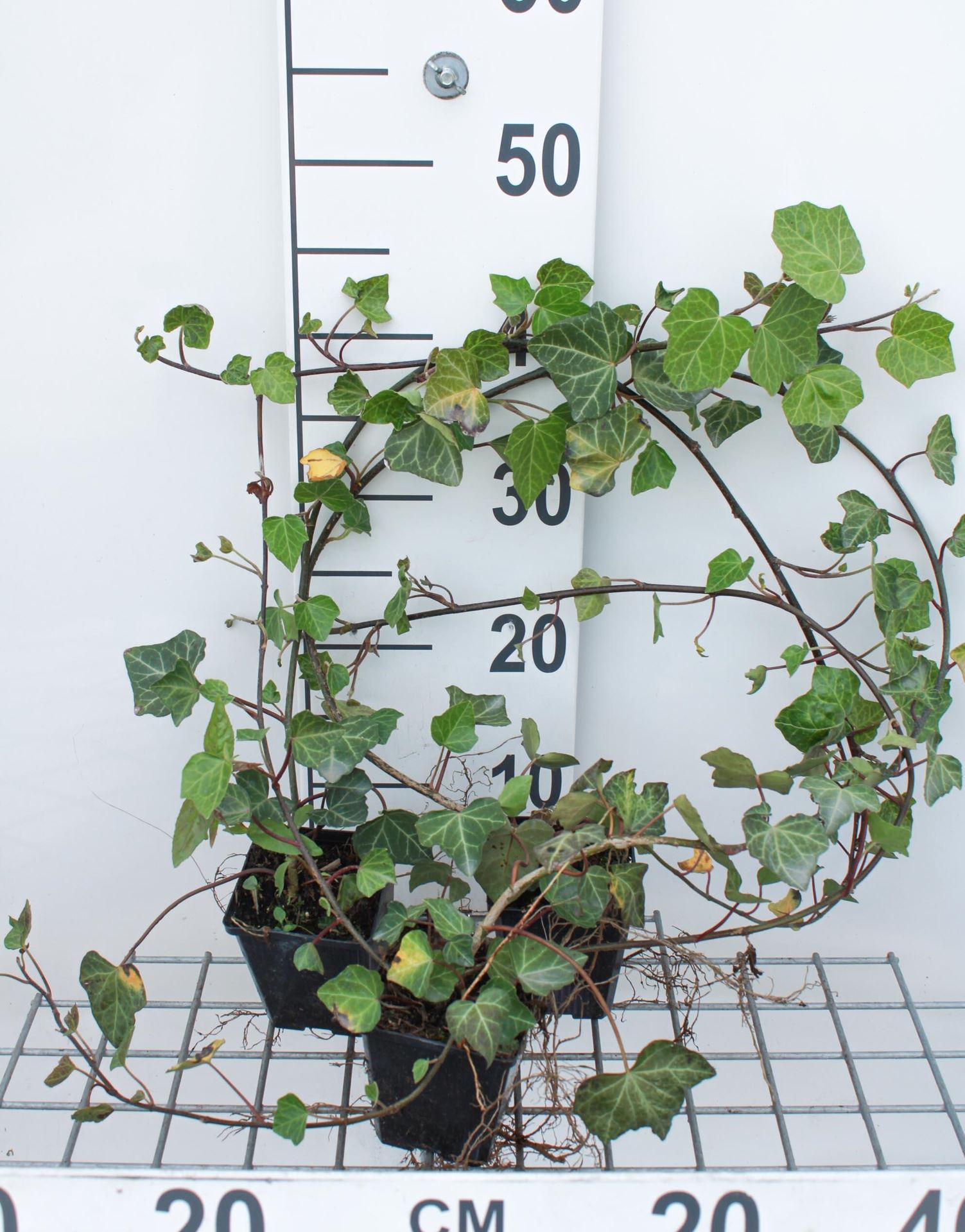 Hedera helix'Woerner'- pot 9x9 cm - afbeelding