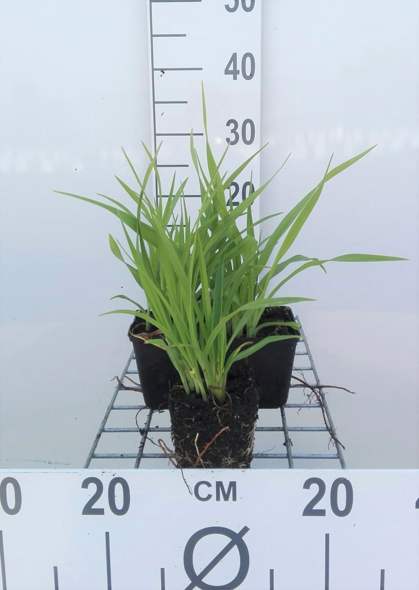 Hemerocallis'Lemon Bells'- pot 9x9 cm afbeelding