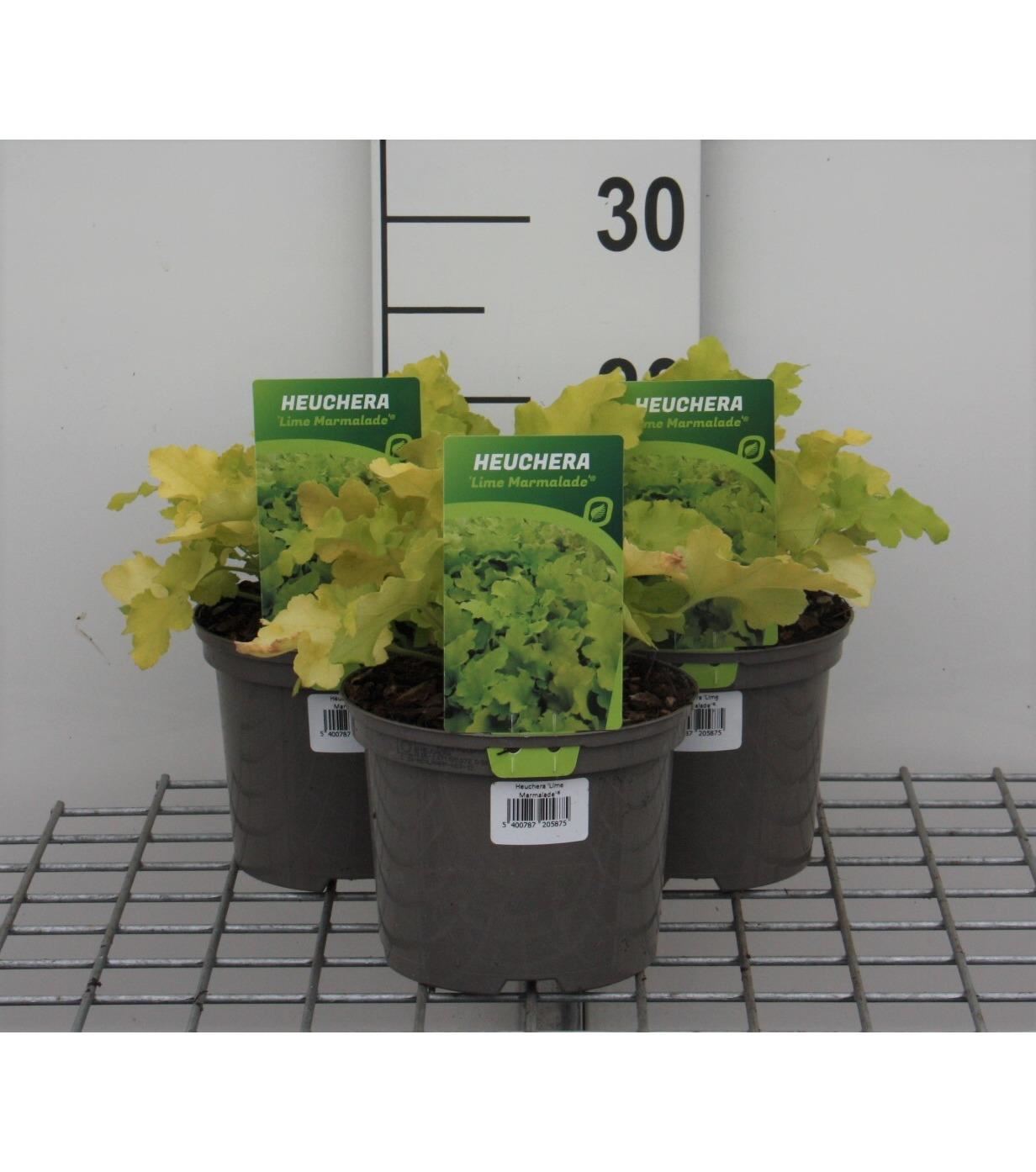 Heuchera'Lime Marmelade'- pot 2L afbeelding