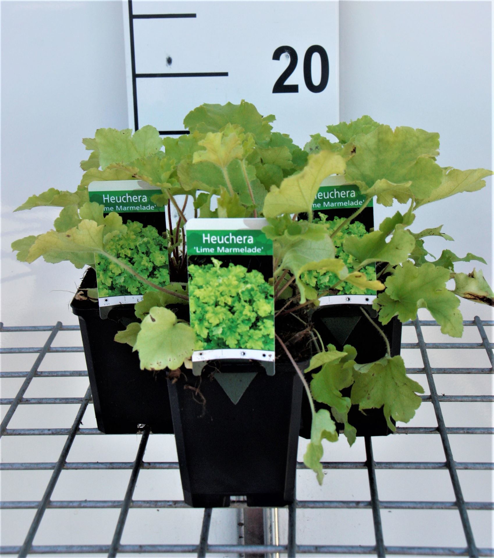 Heuchera'Lime Marmelade'- pot 9x9 cm - Purperklokje afbeelding
