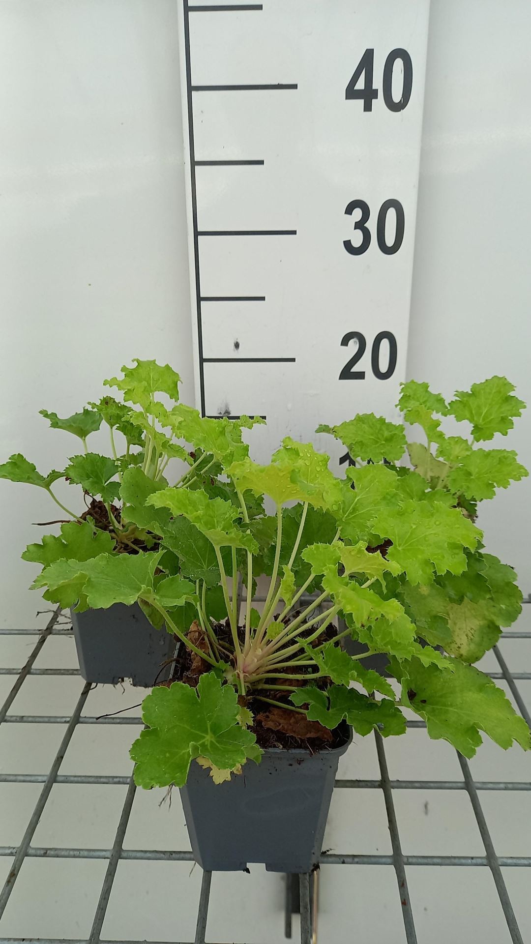 Heuchera'Lime Rickey'- pot 9x9 cm afbeelding