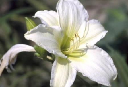 Hemerocallis 'Light the Way' - pot 9x9 cm